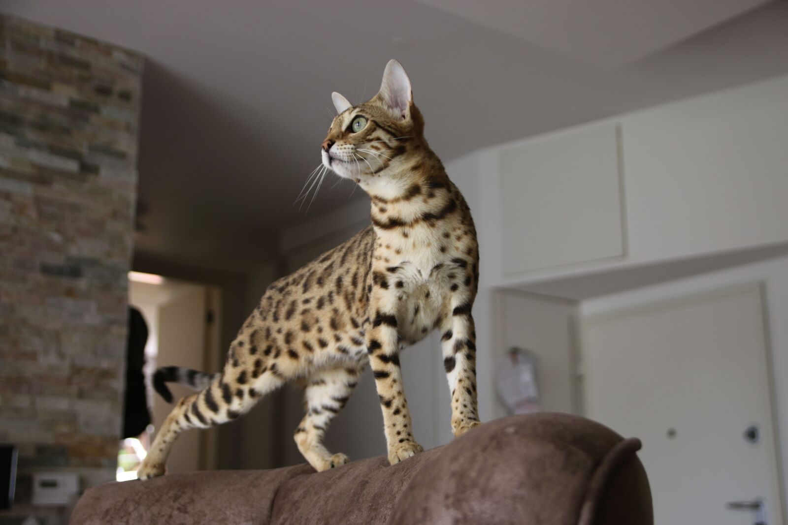 Canon EOS 70D sample photo. Bengal cat, wild cat photography