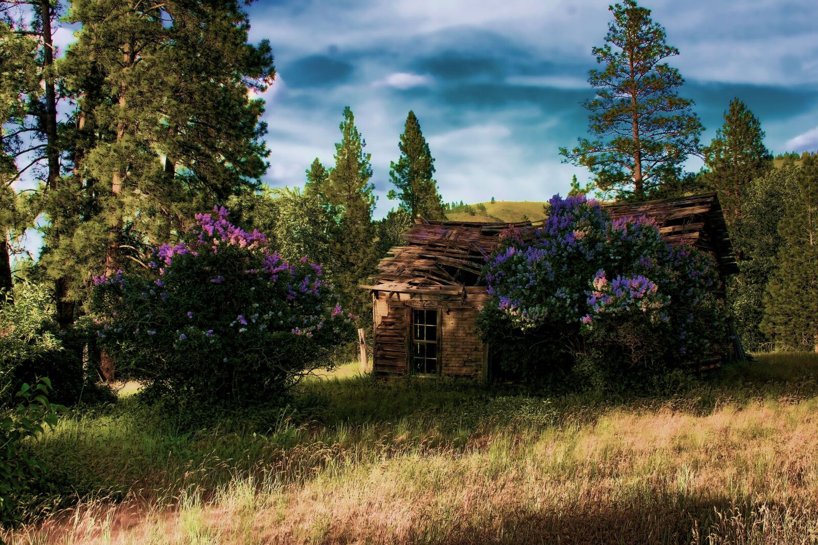 Canon EOS 20D sample photo. Cabin, woods, cottage photography