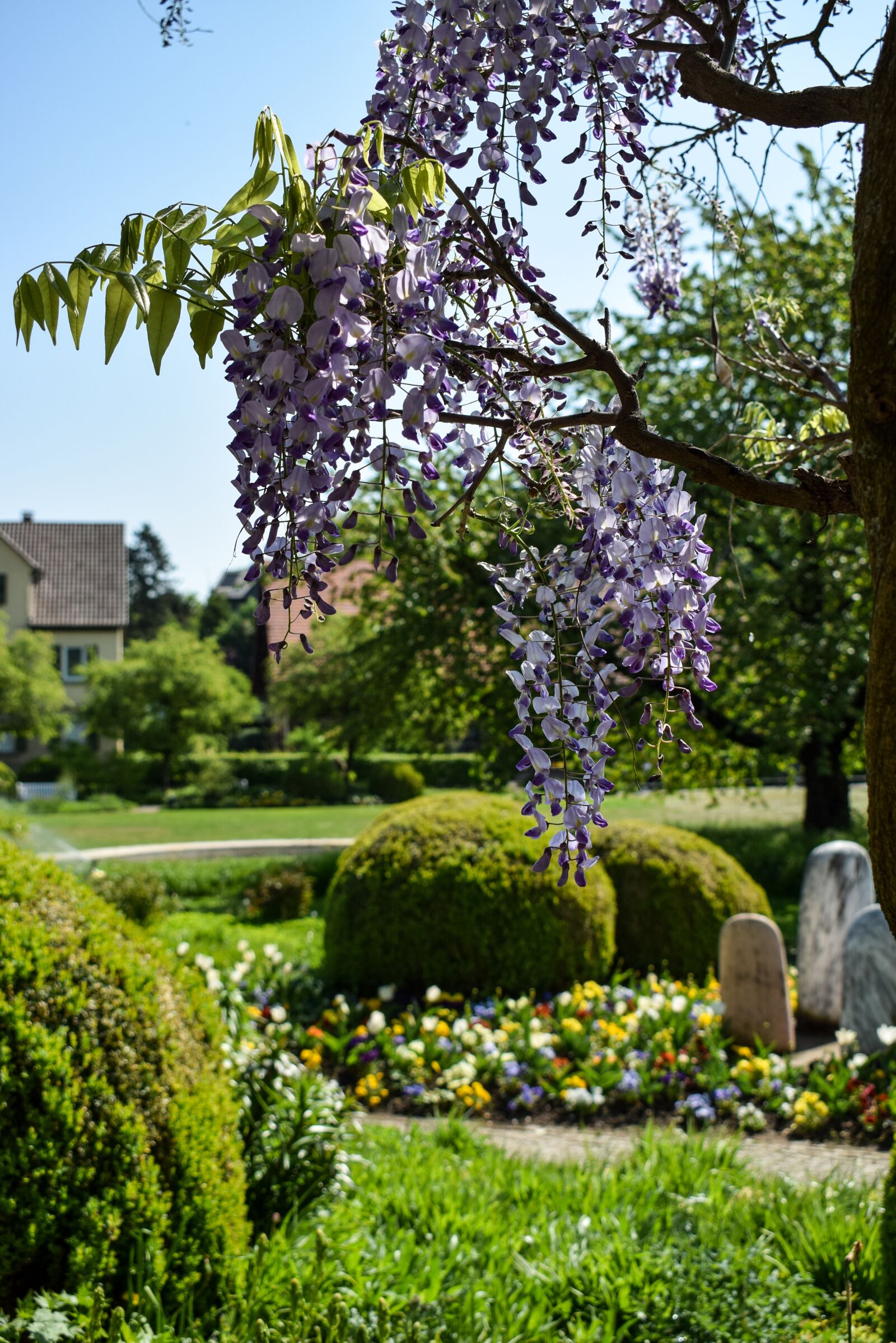 Nikon D5300 sample photo. Park, nature, flowers photography