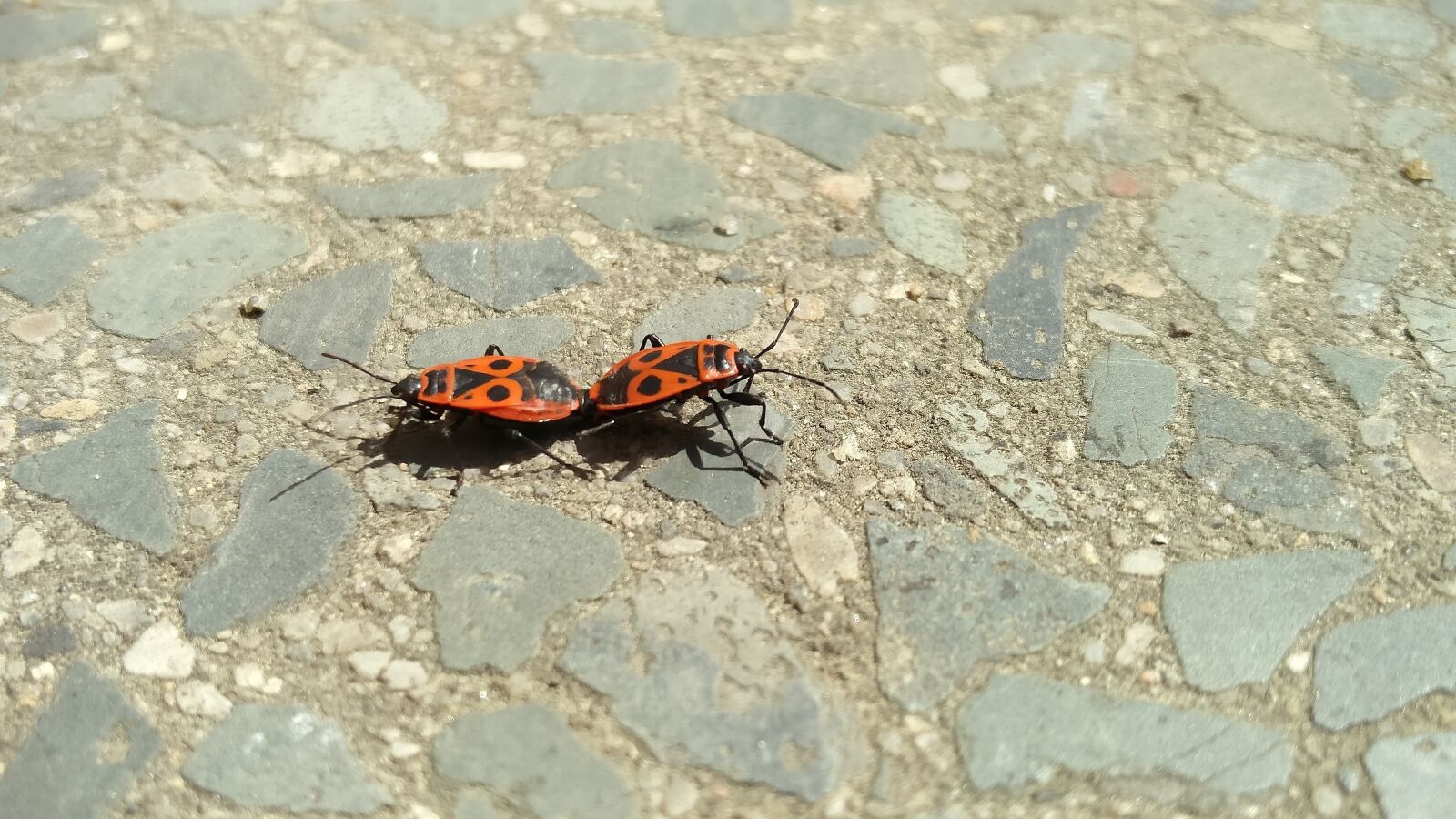 OnePlus 2 sample photo. Pyrrhocoris apterus, mating, insects photography