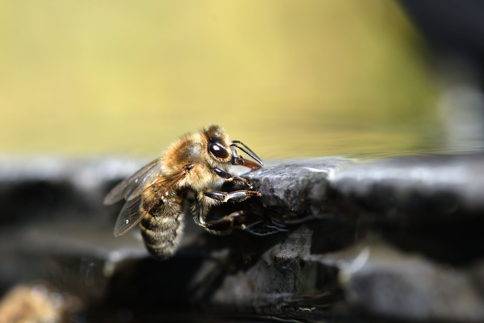 Nikon D500 sample photo. Bees, beekeeper, beekeeping photography