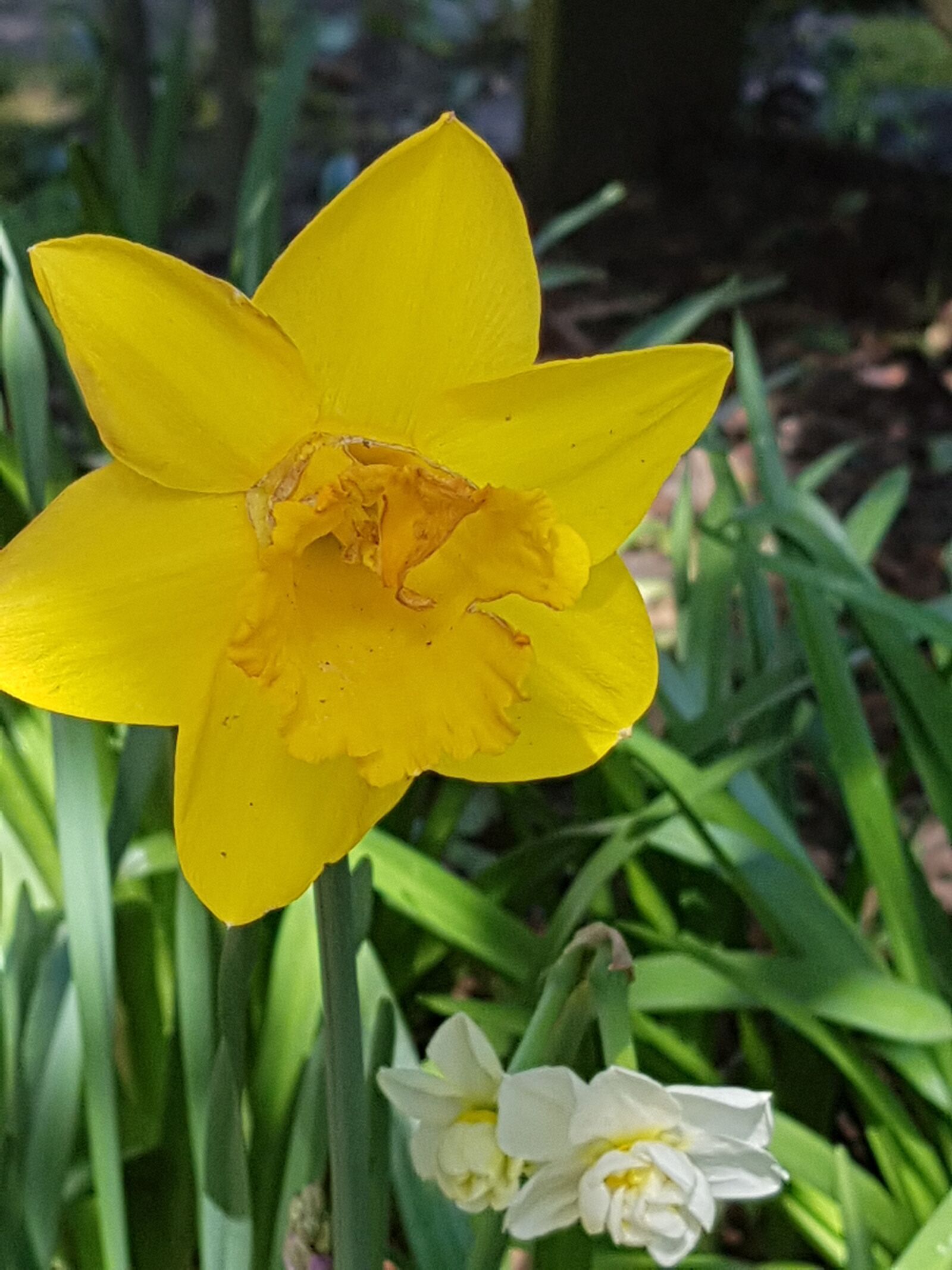 Samsung Galaxy S7 sample photo. Daffodil, yellow, flower photography