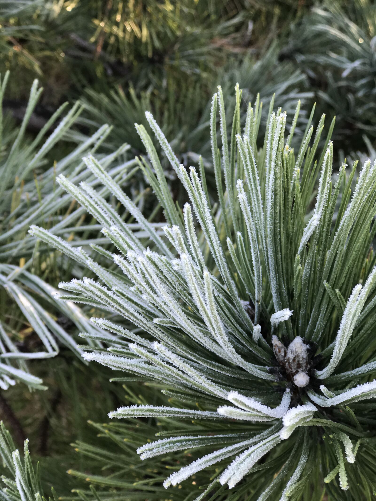 Apple iPhone 7 Plus sample photo. Winter, hoarfrost, frost photography
