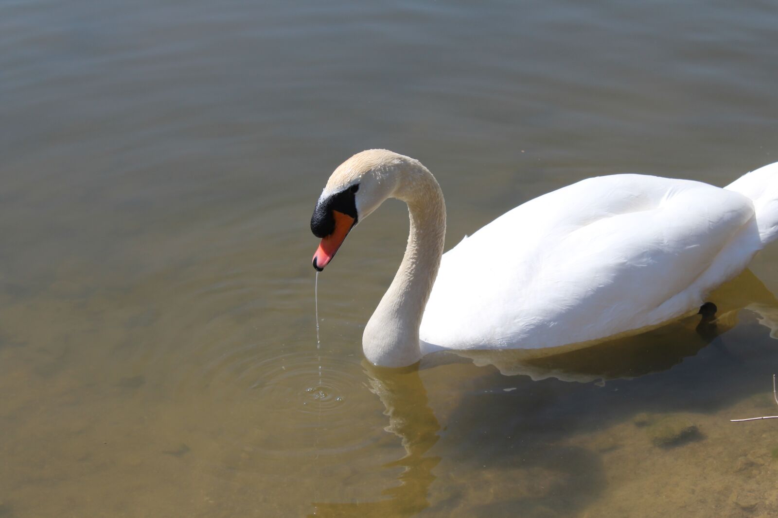 Canon EOS 1300D (EOS Rebel T6 / EOS Kiss X80) sample photo. Swan, bird, nature photography