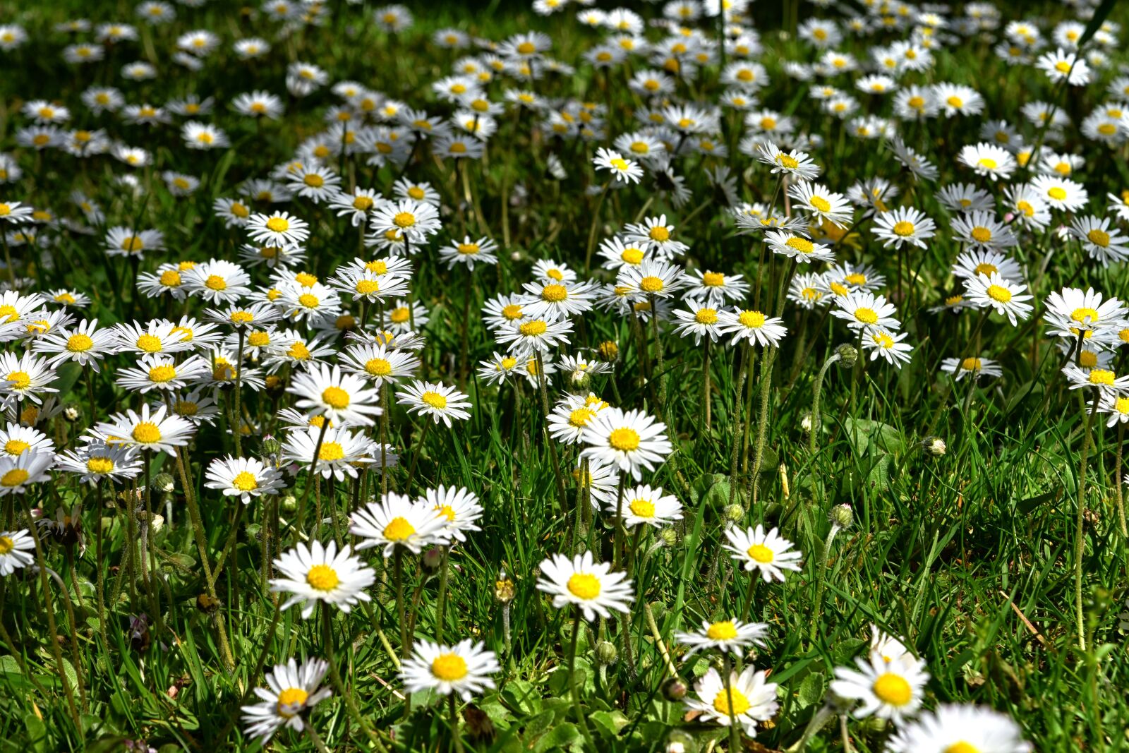 Nikon D7200 sample photo. Flower meadow, daisy, nature photography