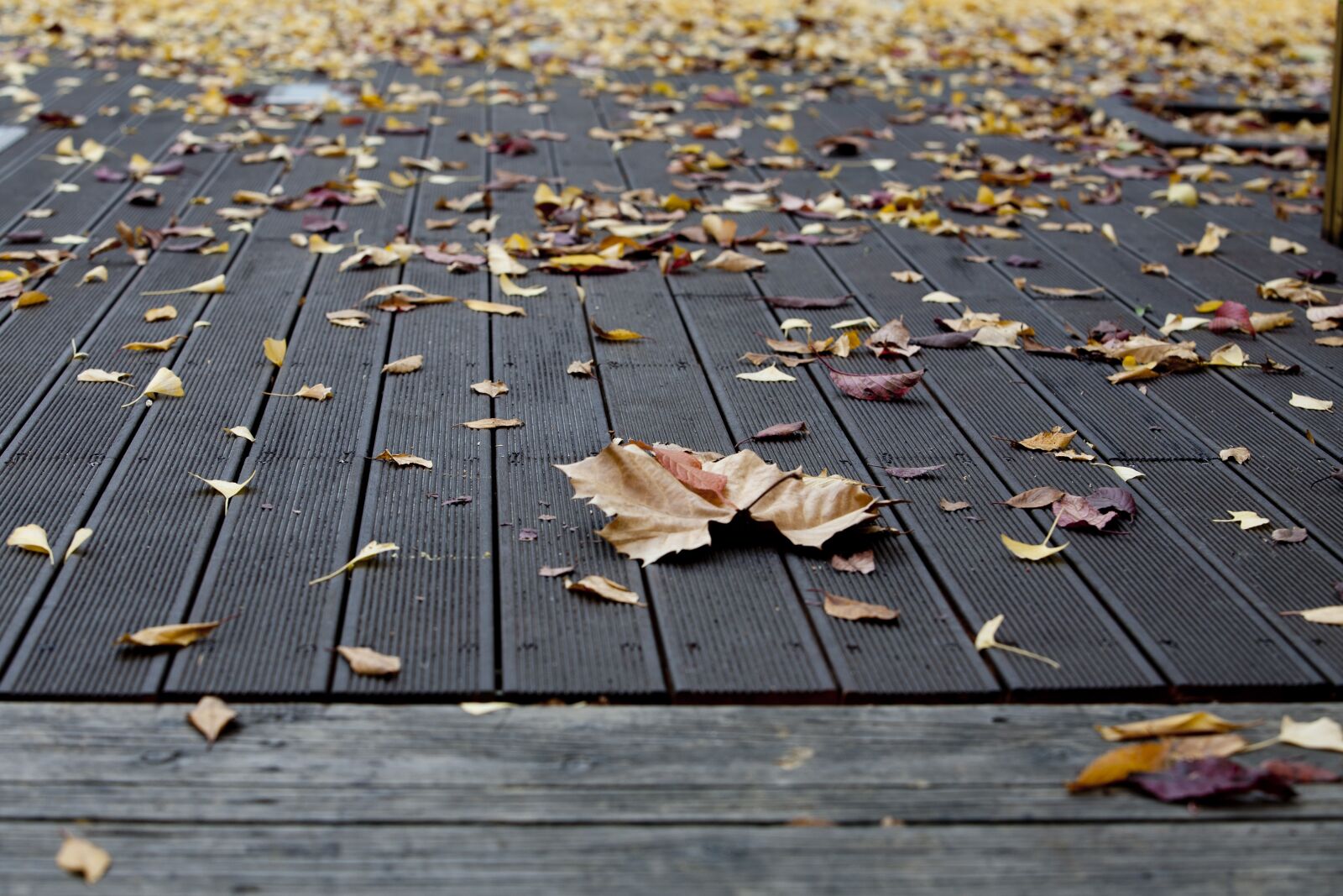 Canon EOS 5D sample photo. Plata one, autumn, leaves photography