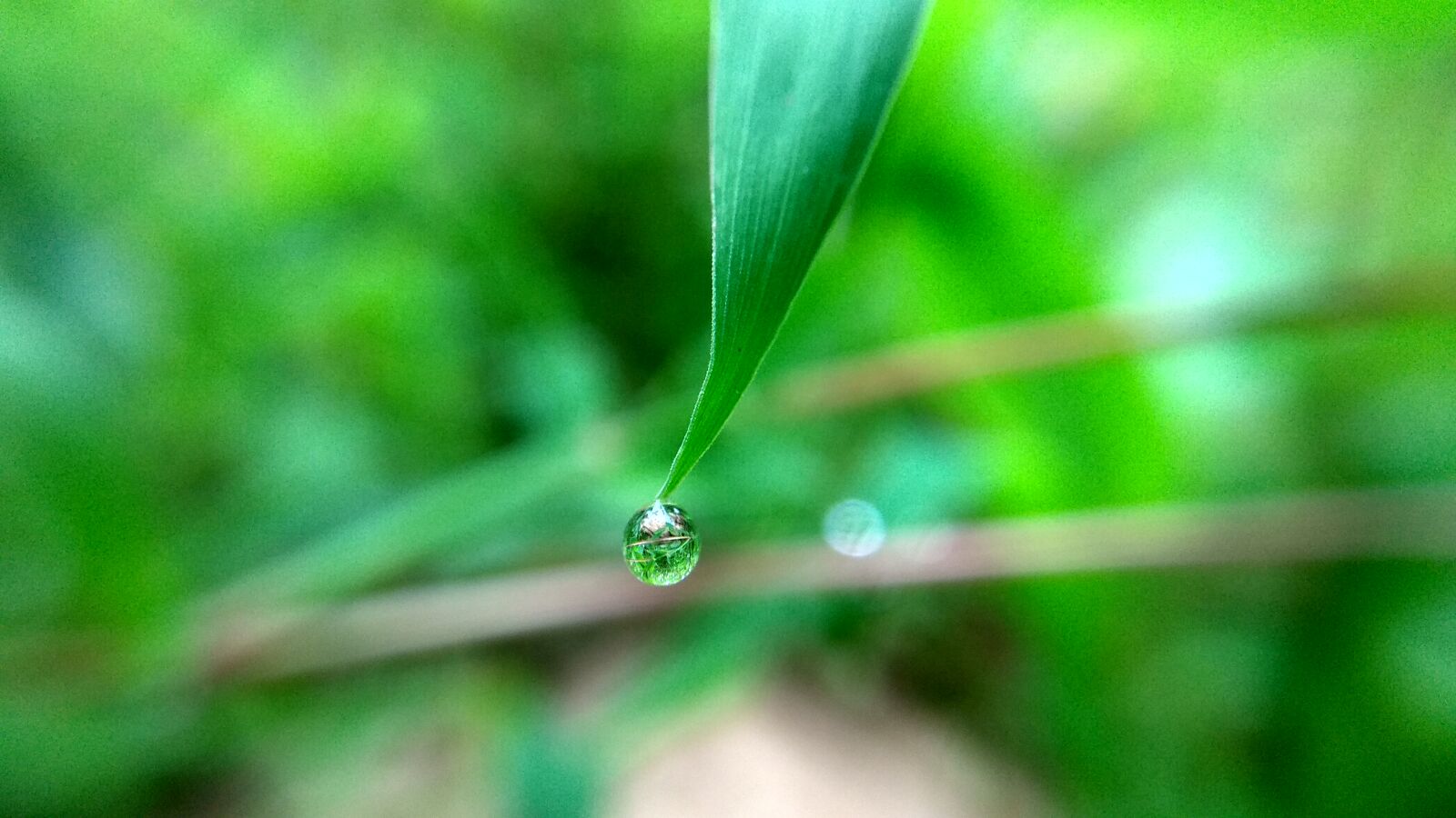 Xiaomi Redmi Note 4 sample photo. Close, up, dew, drop photography