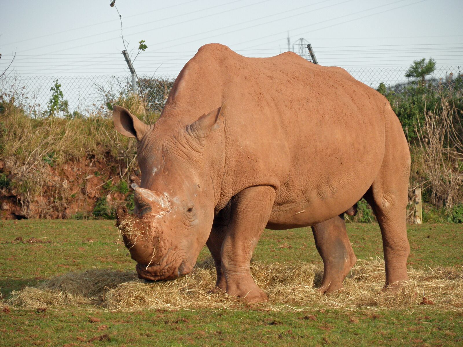 Olympus SP590UZ sample photo. White rhino, rhino, mammal photography