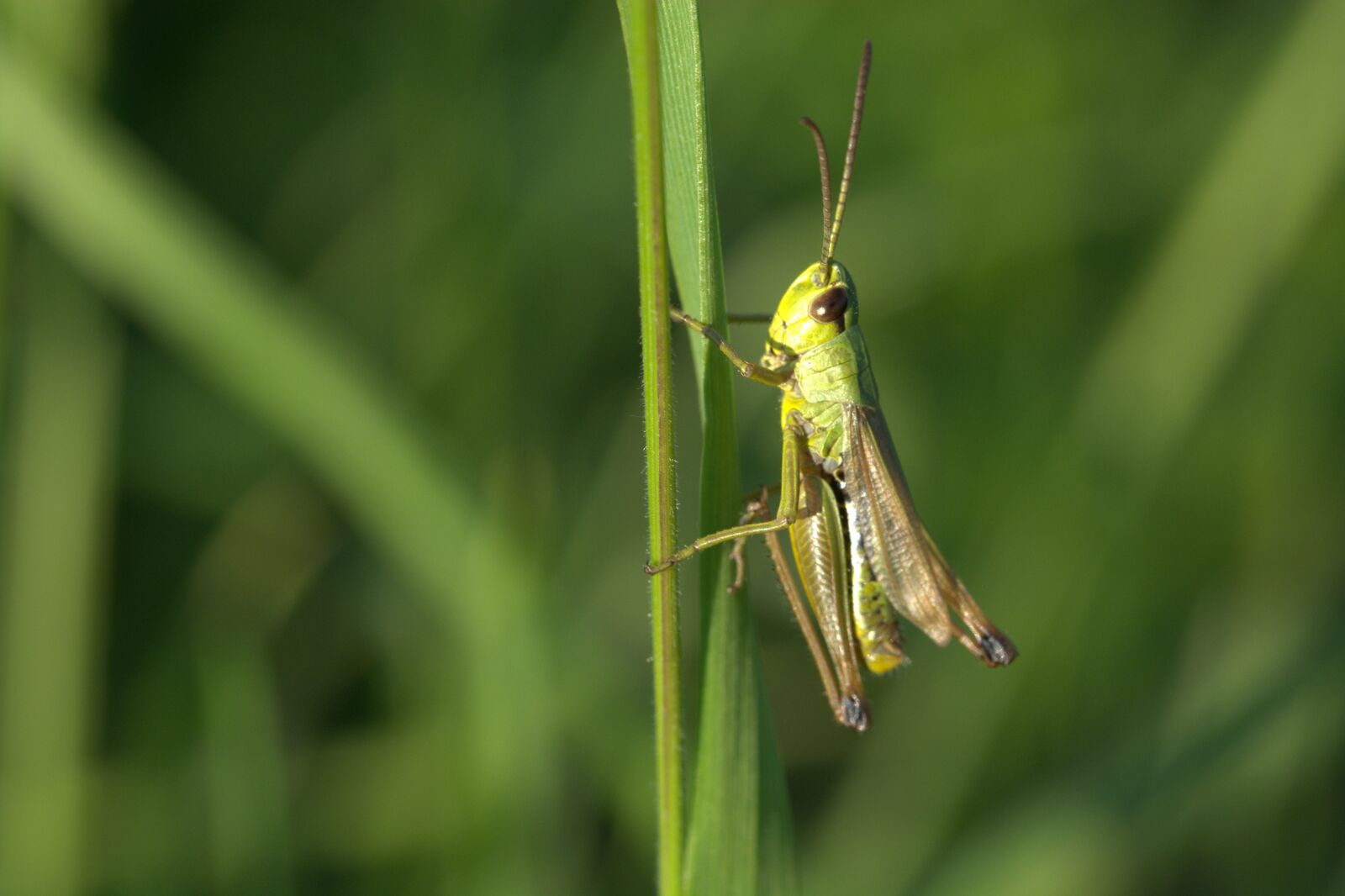 Nikon D5200 sample photo. Grasshopper, insect, close up photography