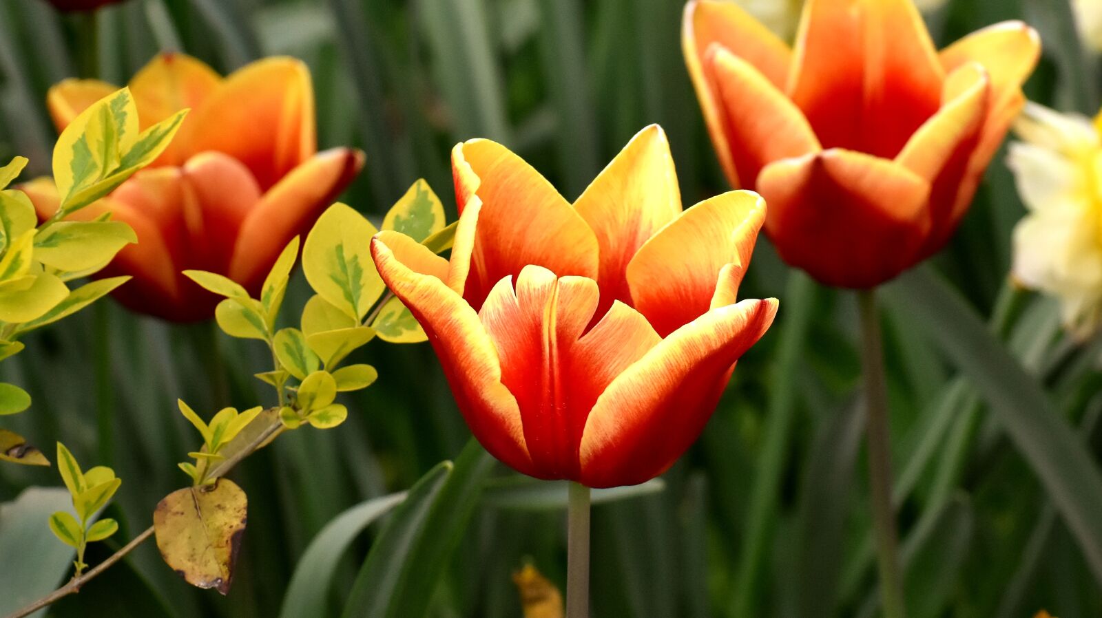 Nikon D7200 sample photo. Tulips, flowers, colorful photography
