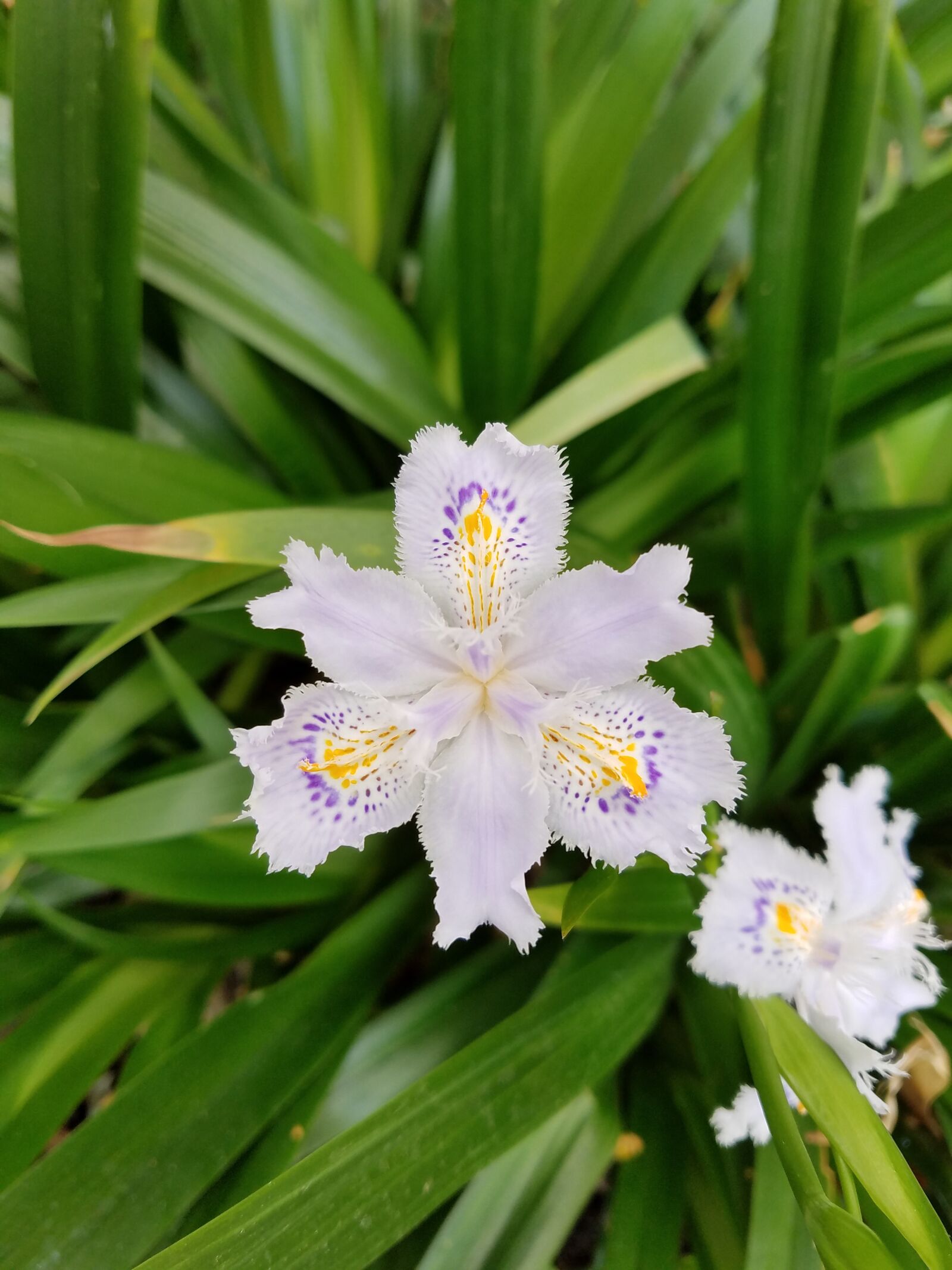 Samsung Galaxy S7 sample photo. Japanese, iris, flower photography