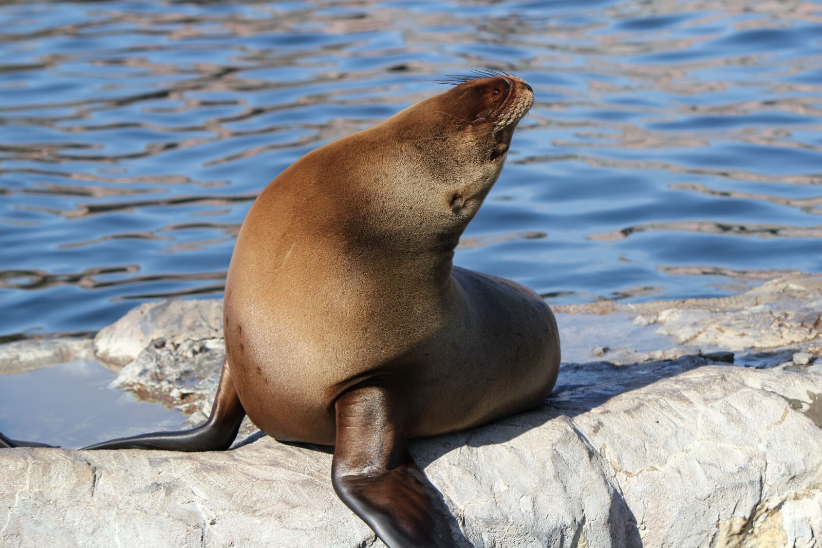 Canon EOS 550D (EOS Rebel T2i / EOS Kiss X4) sample photo. Seal, zoo, animal world photography