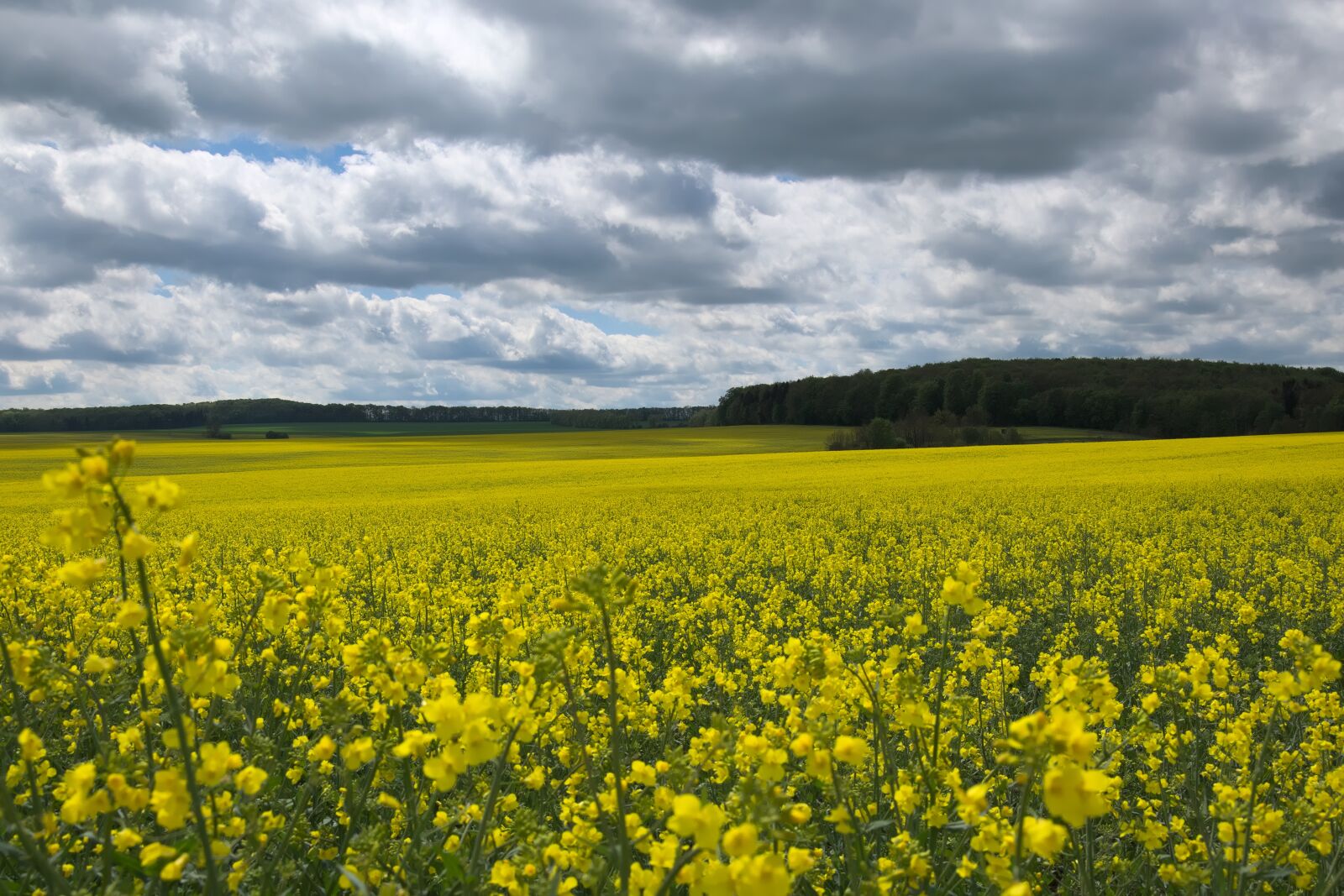 Nikon D3300 sample photo. Agriculture, field, landscape photography