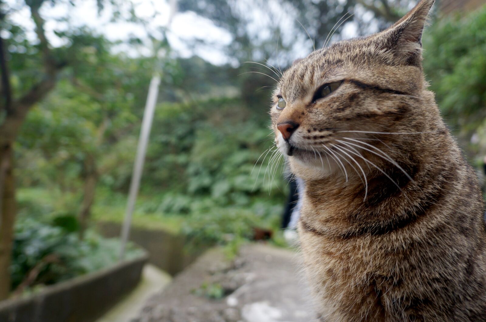 Sony Alpha NEX-F3 + Sony E 18-55mm F3.5-5.6 OSS sample photo. Cat, animal, street cat photography