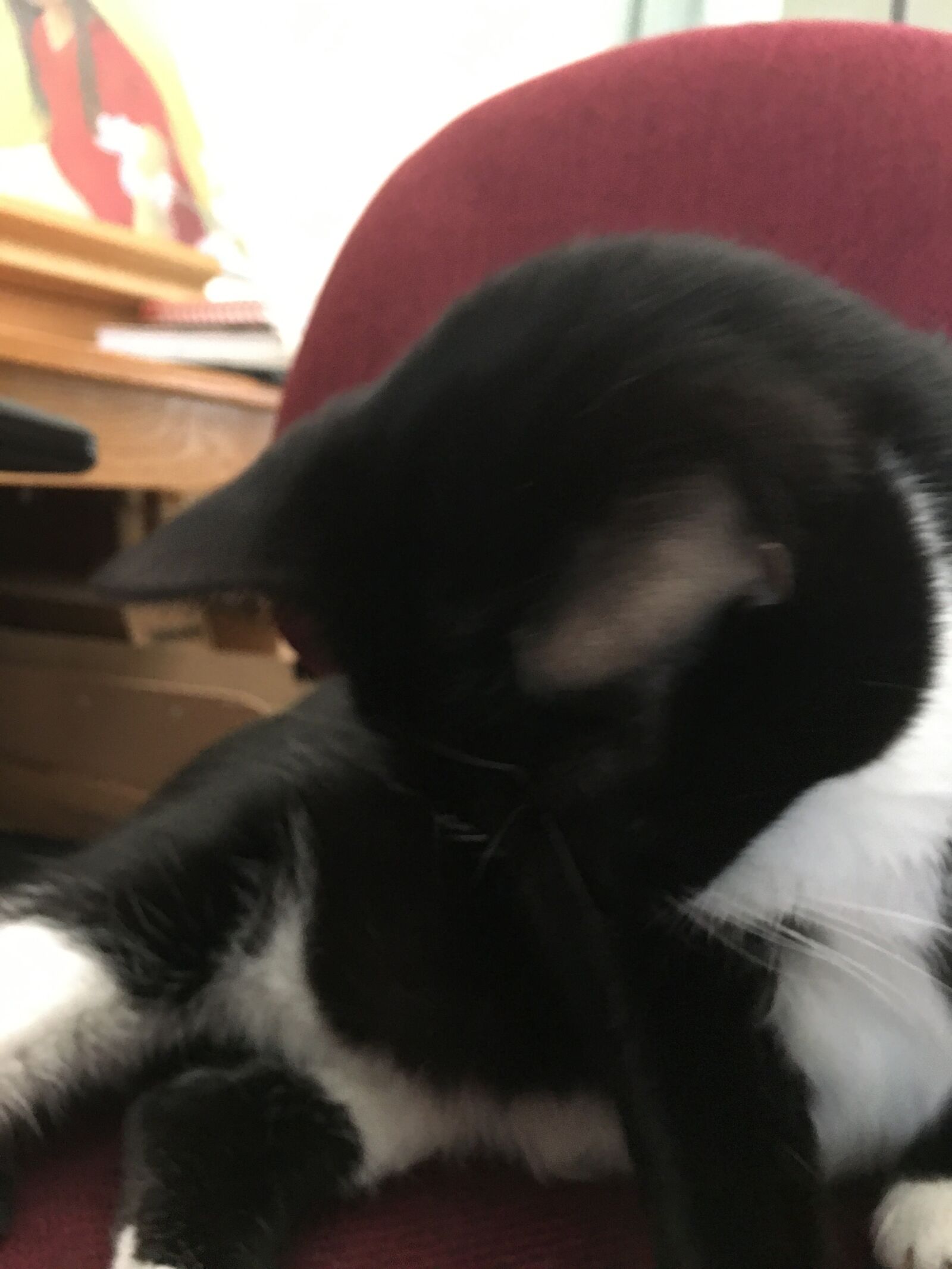 iPhone 6s Plus back camera 4.15mm f/2.2 sample photo. Cat, black, tired 6 photography