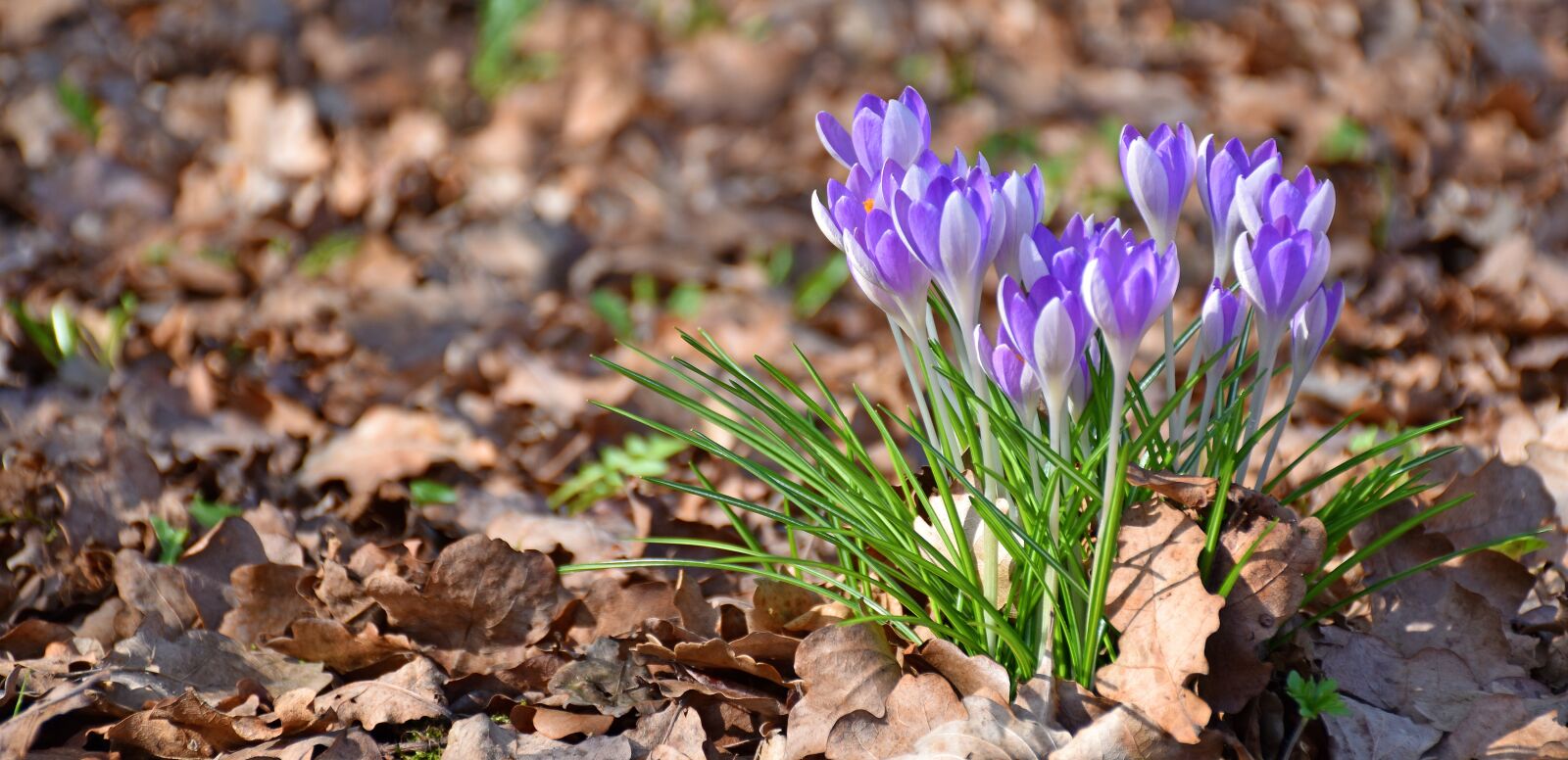 Nikon D5500 sample photo. Crocus, oak leaves, spring photography