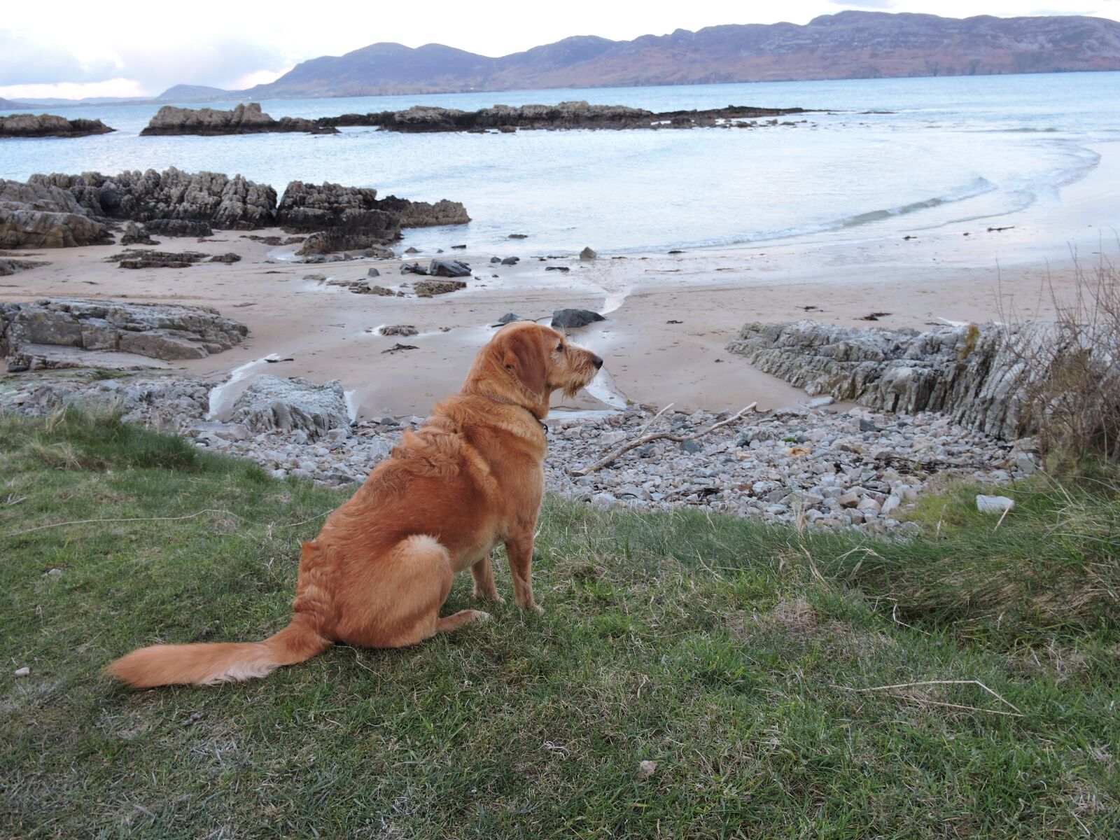 Nikon Coolpix P600 sample photo. Dog, beach, walk photography