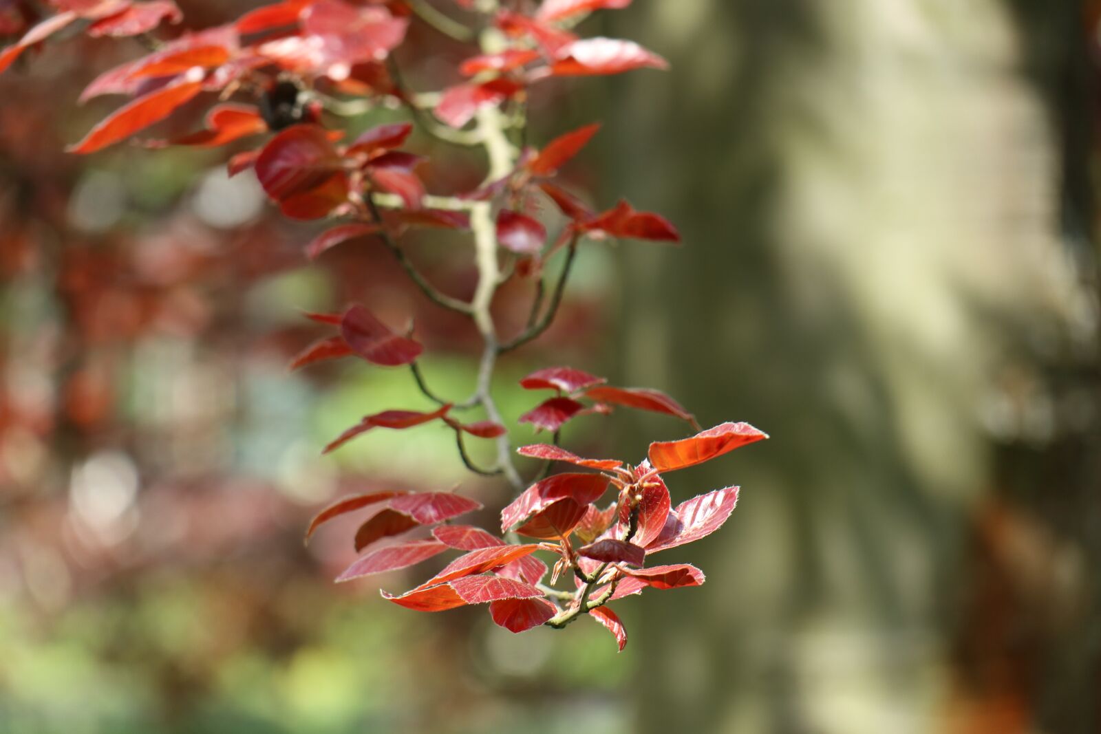 Canon EF-M 18-150mm F3.5-6.3 IS STM sample photo. Spring, nature, sprig photography