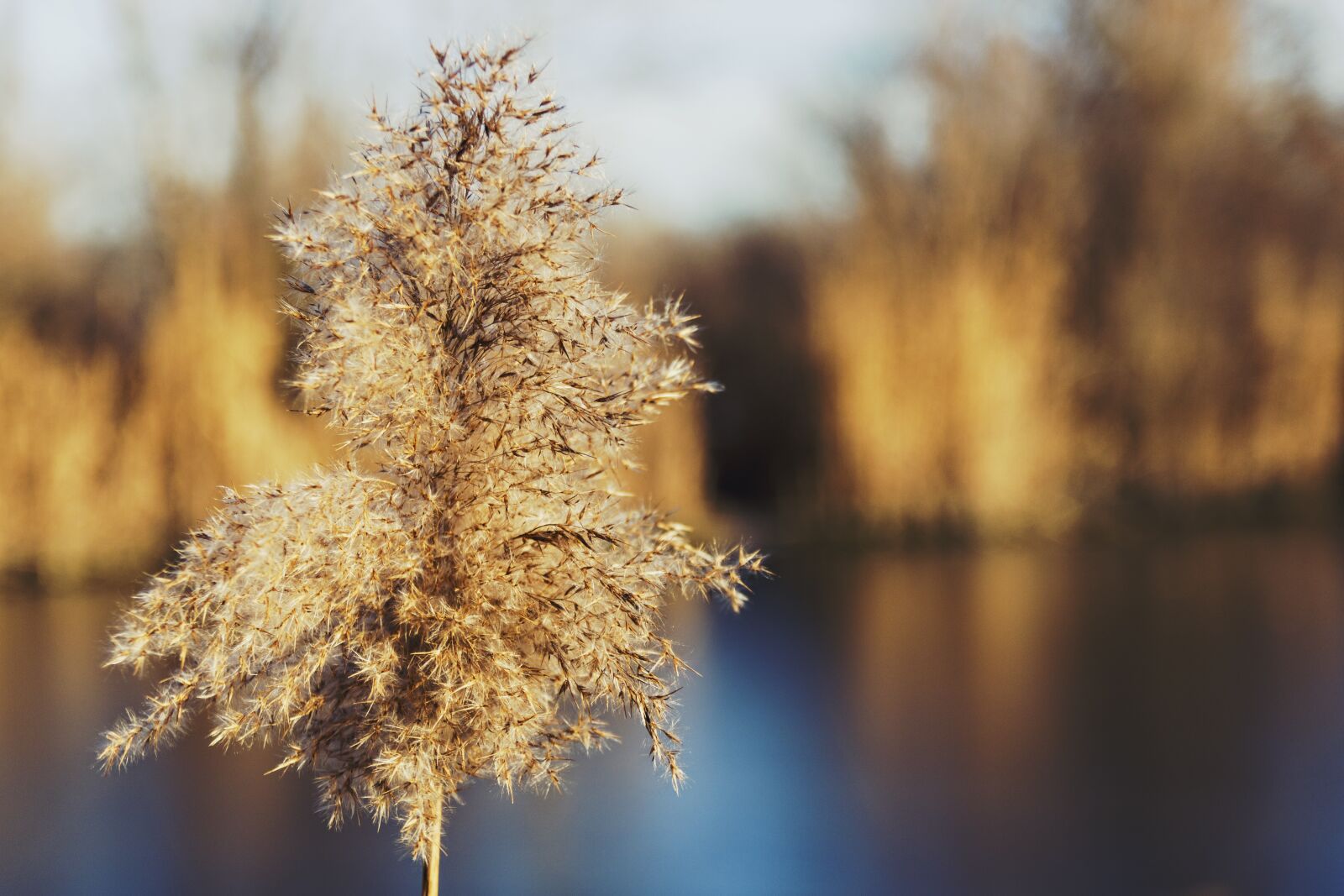 Canon EOS 750D (EOS Rebel T6i / EOS Kiss X8i) sample photo. Autumn, background, beautiful photography