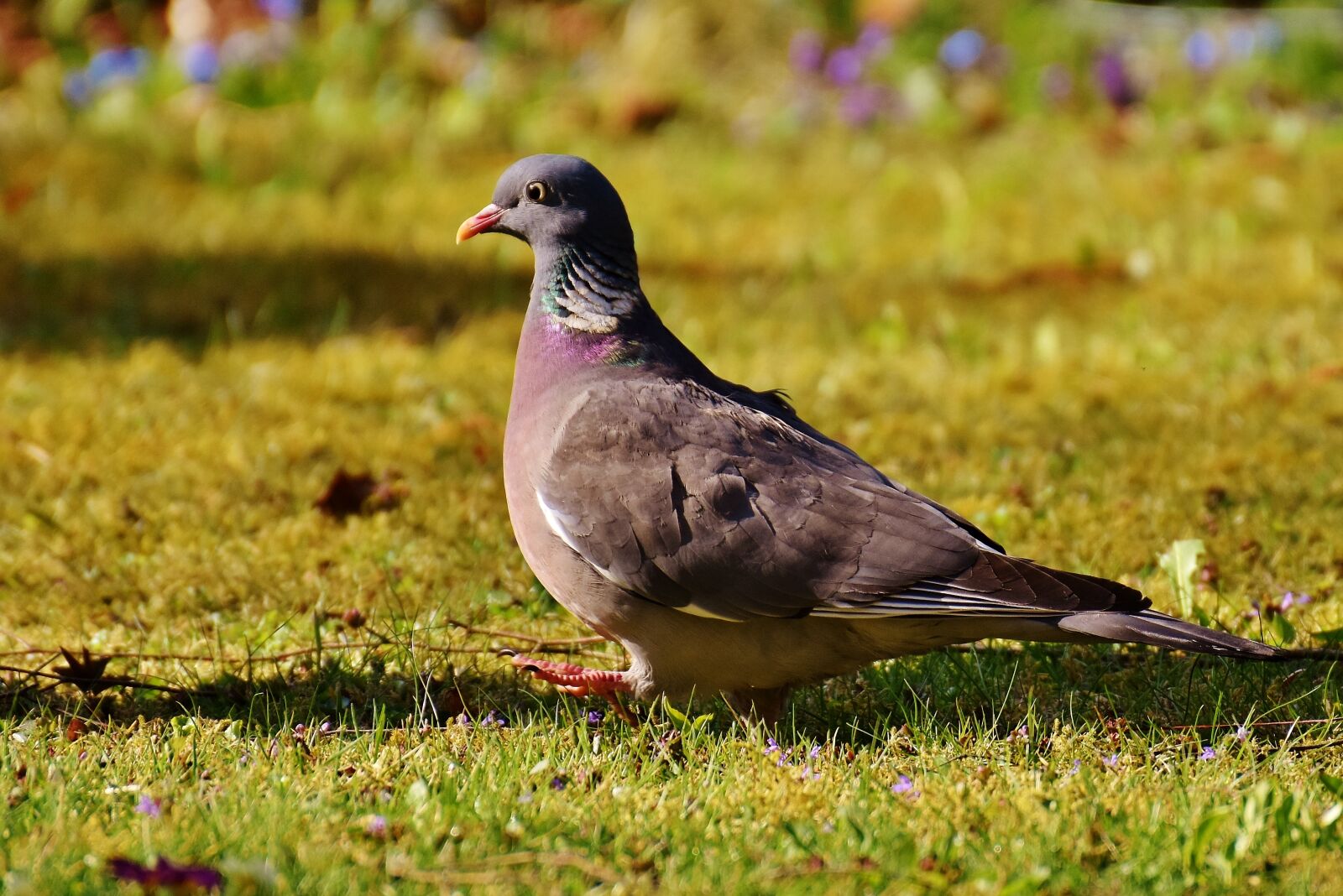 Nikon D7200 sample photo. Ringdove, bird, plumage photography