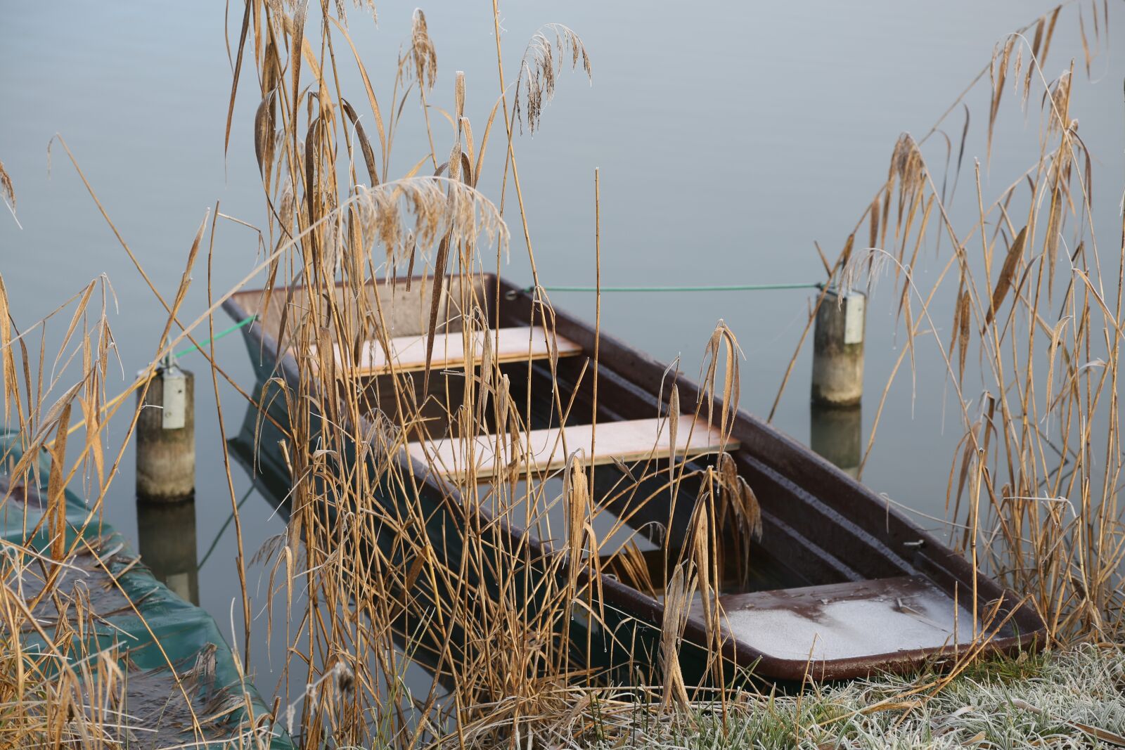 Canon EF 24-105mm F4L IS USM sample photo. Nature, reed, waters photography