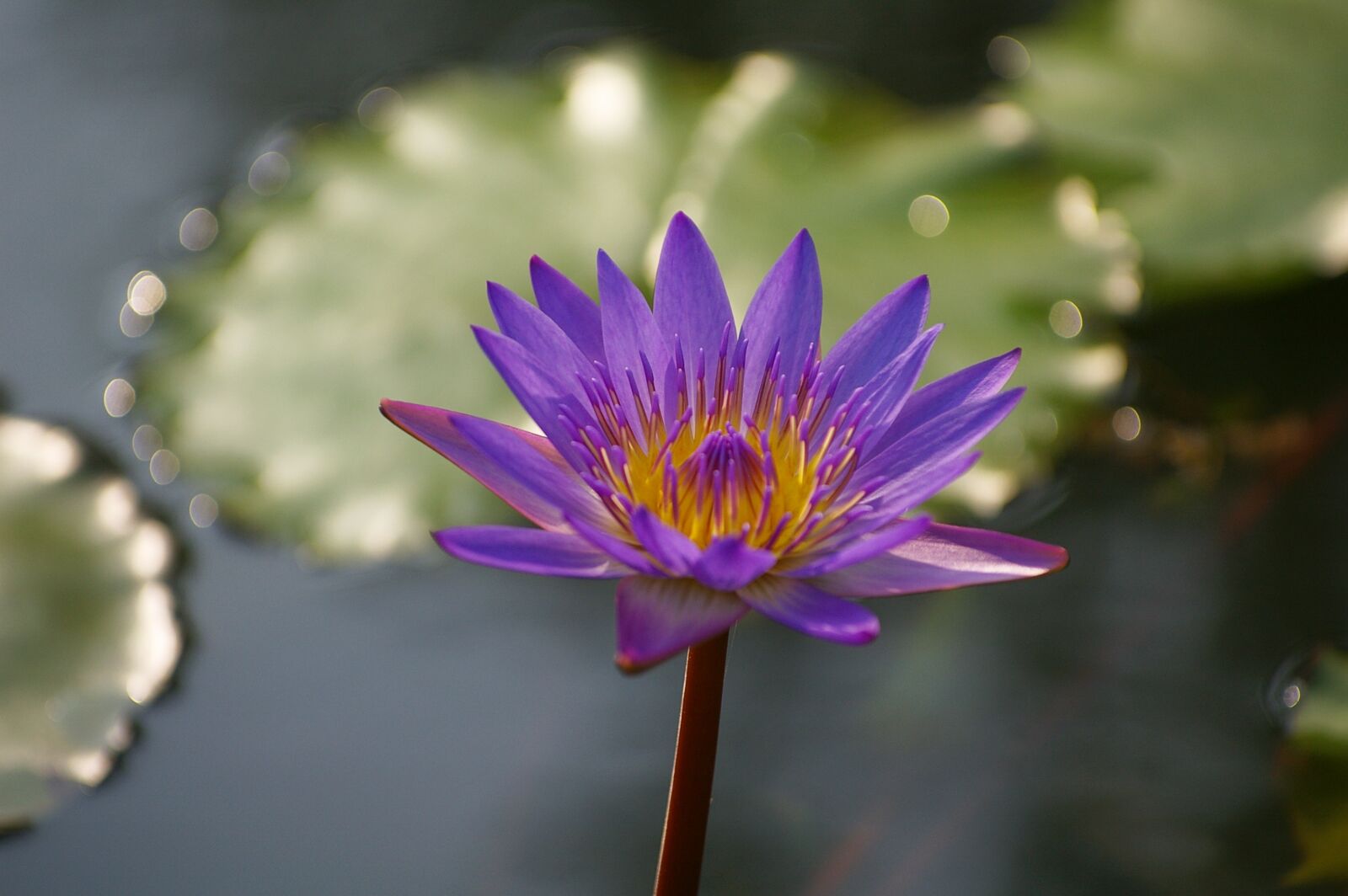 Pentax *ist DS2 sample photo. Water lilies, flowers, lotus photography