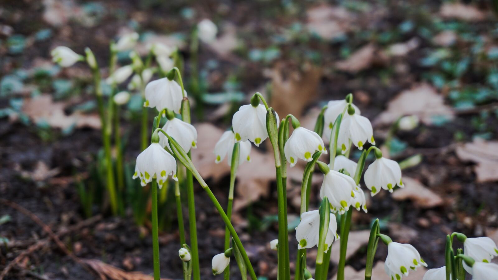 Sony a6000 sample photo. Nature, flowers, spring snowflake photography