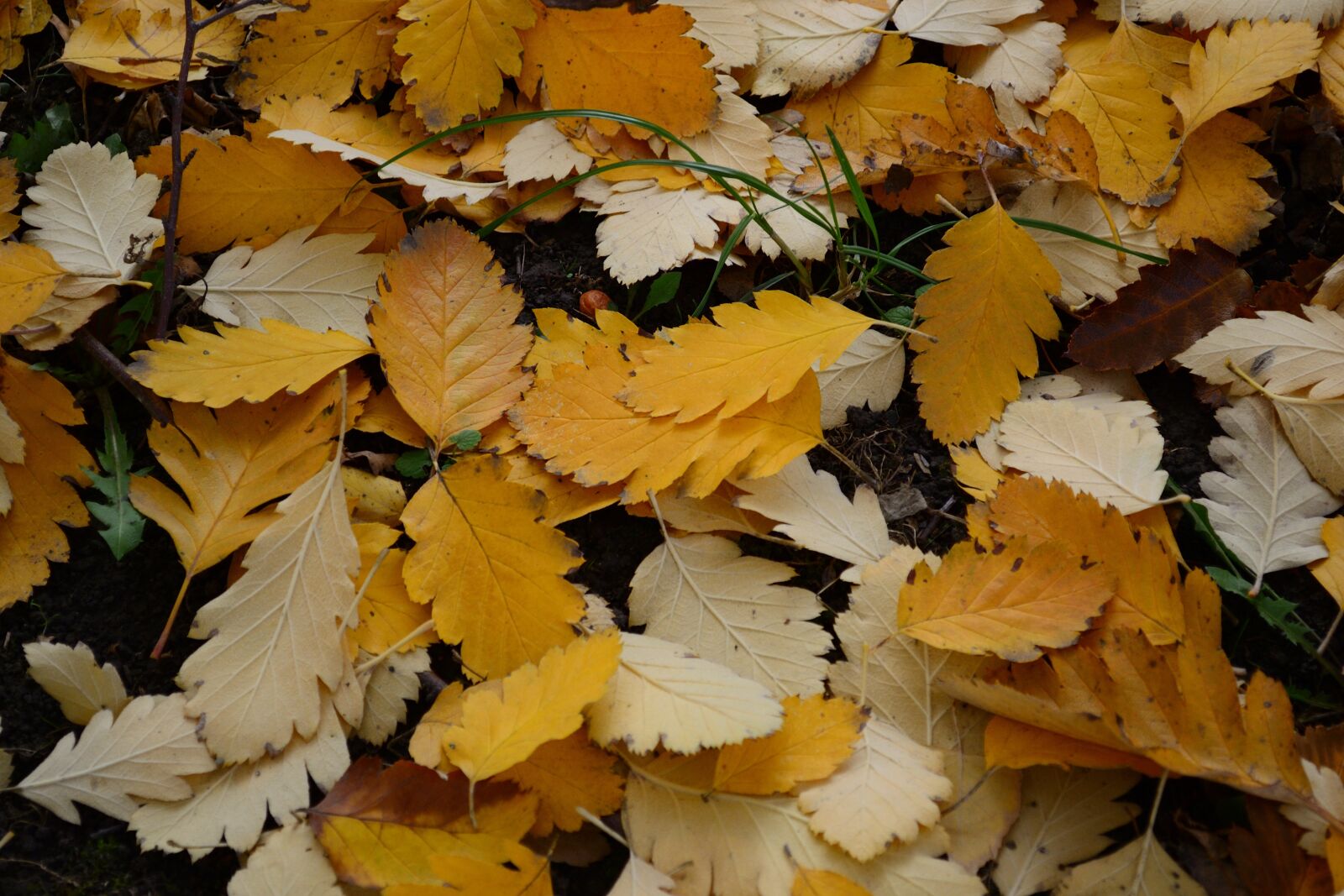 Nikon D3100 sample photo. Autumn, leaves, fallen leaves photography