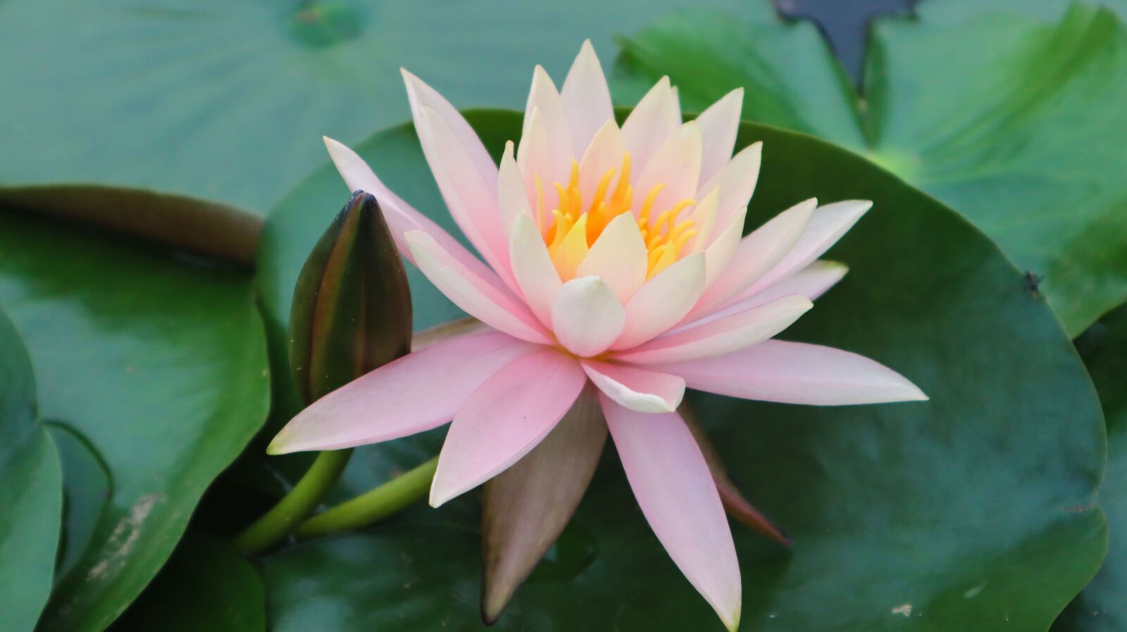 Canon EOS M50 (EOS Kiss M) sample photo. Flower, natural, nature photography