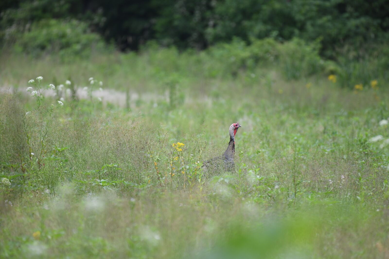 Nikon D850 sample photo. Turkey, bird, wildlife photography