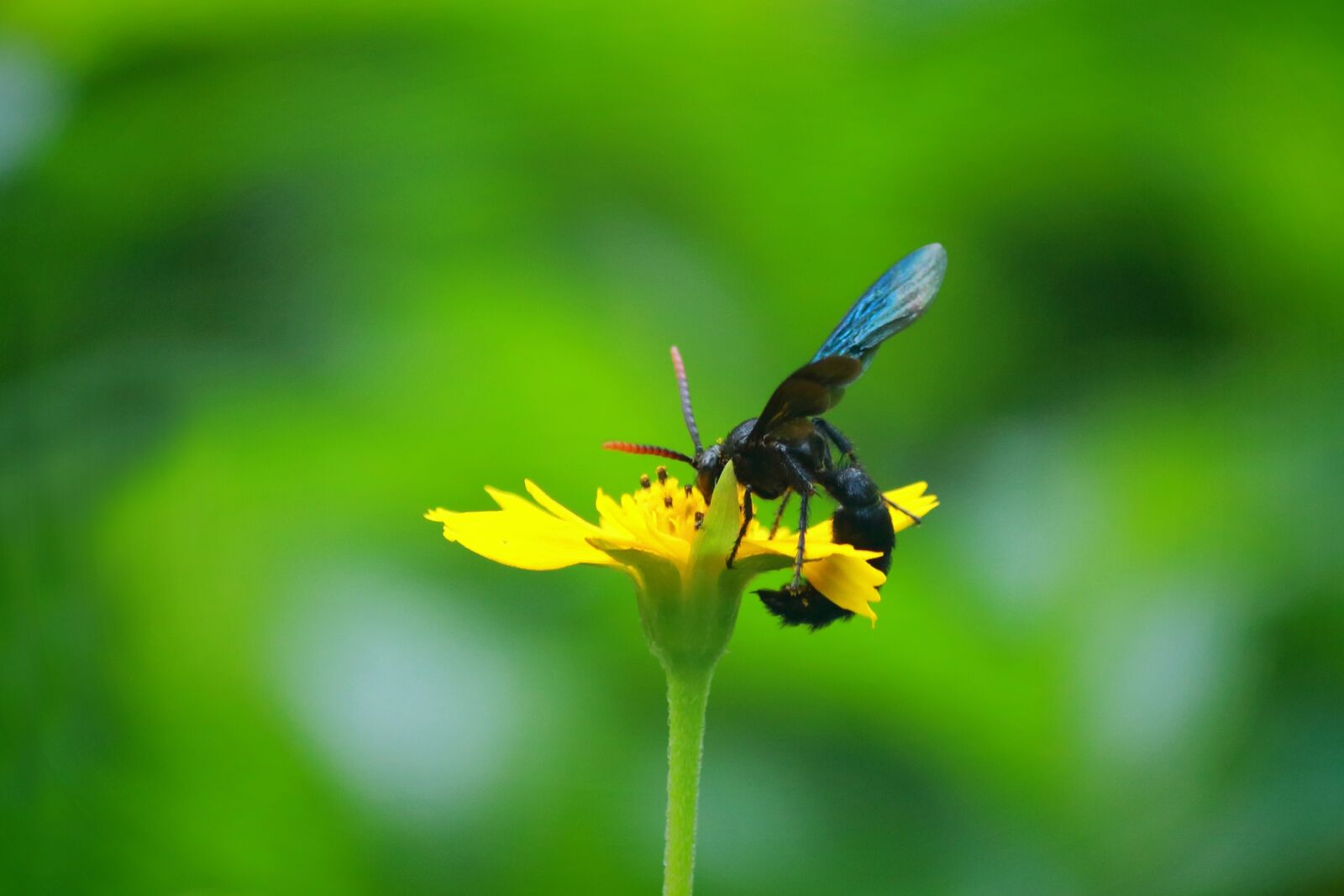 Canon EOS 700D (EOS Rebel T5i / EOS Kiss X7i) sample photo. Wasp, blue wasp, blue photography