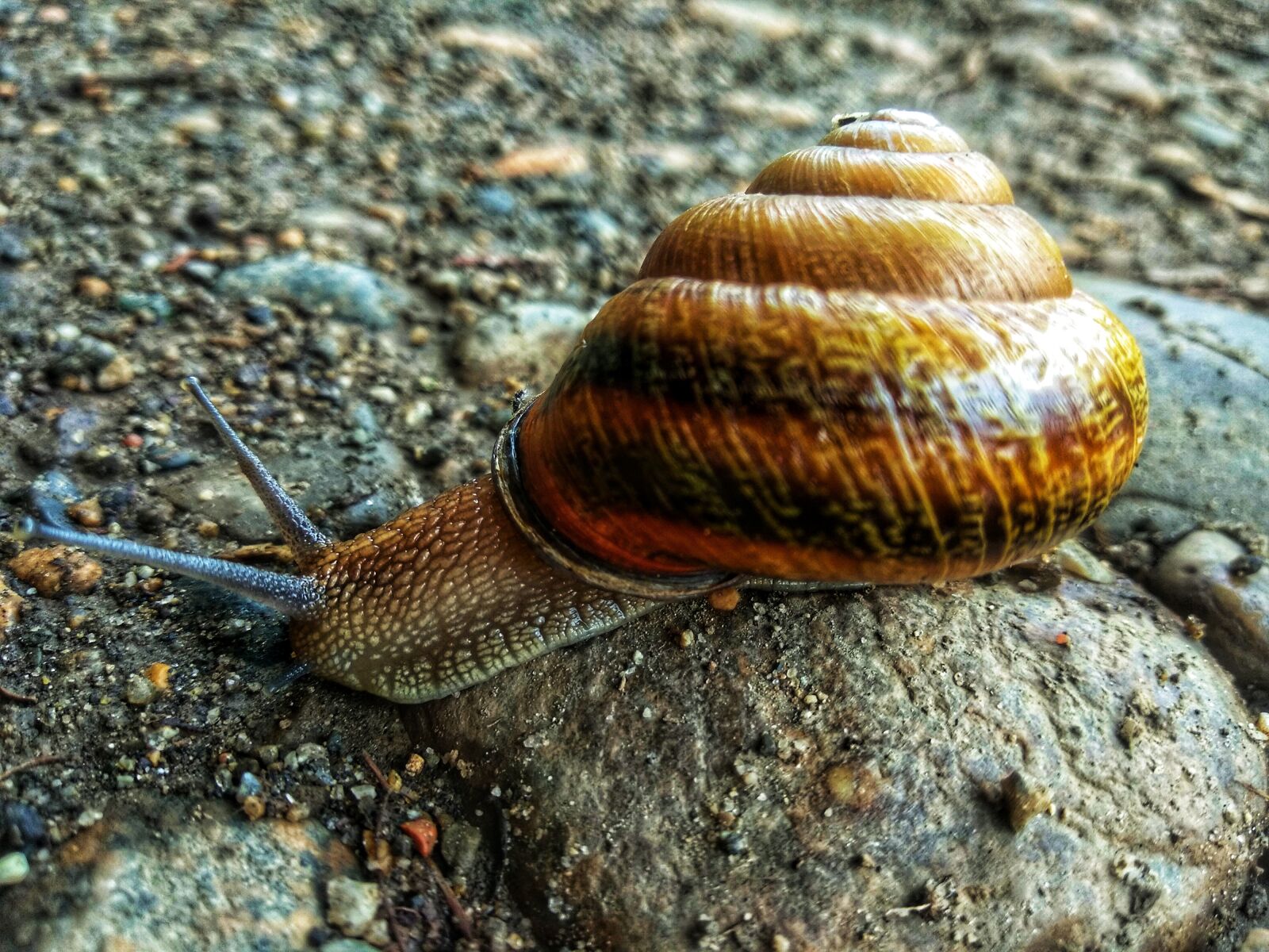 Xiaomi Mi A1 sample photo. Snail, shell, nature photography