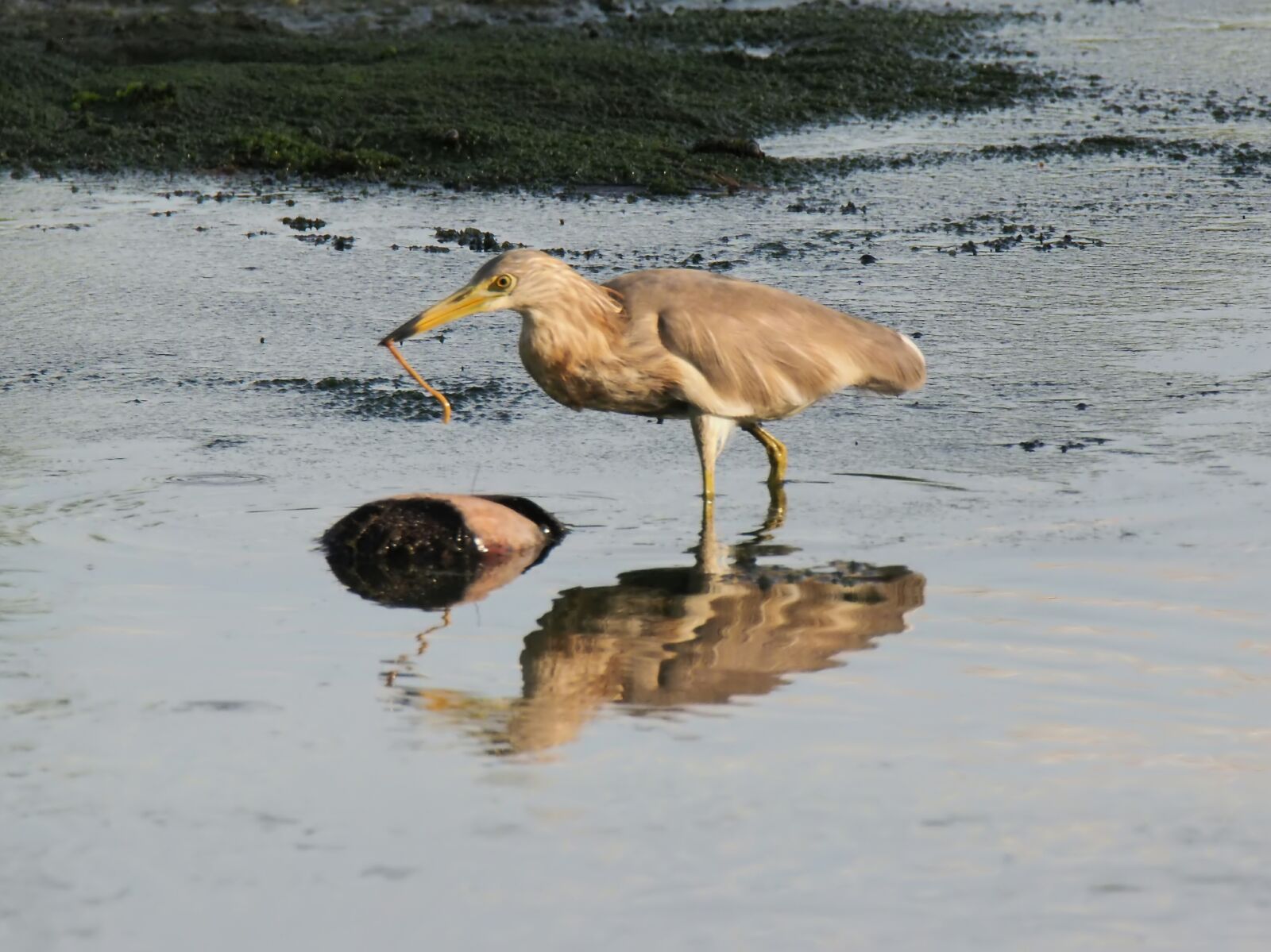Olympus OM-D E-M1 sample photo. Heron, bird, wild photography