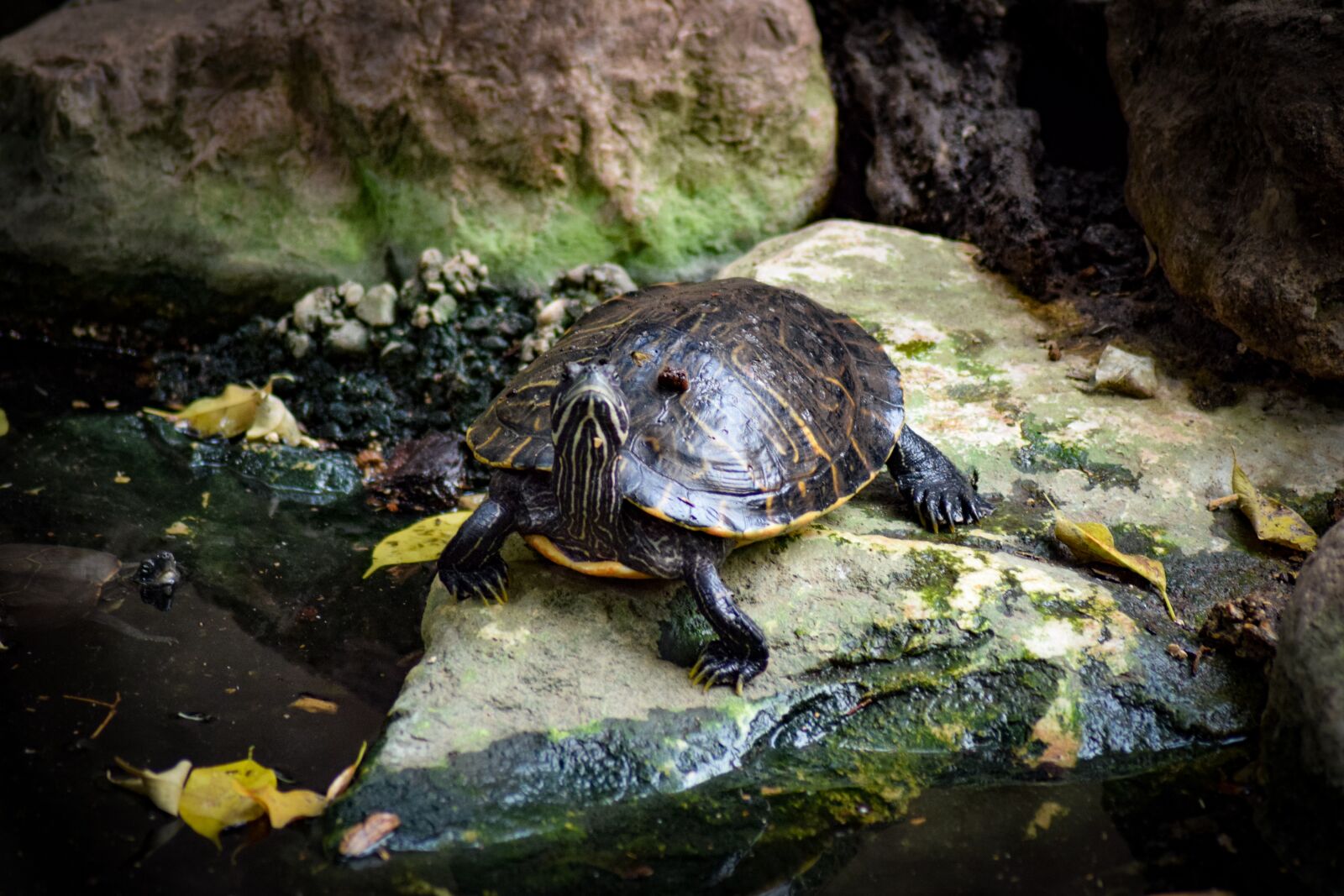 Nikon D5300 sample photo. Turtle, water, stone photography