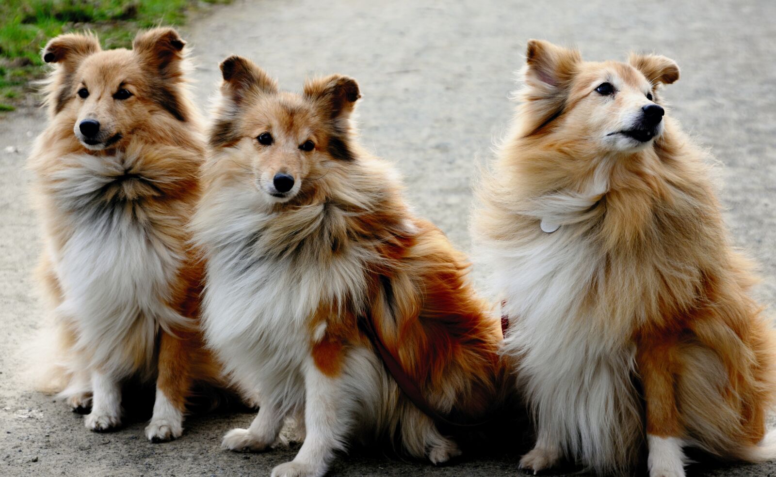 Nikon D610 sample photo. Shelties, dog, sheltie photography