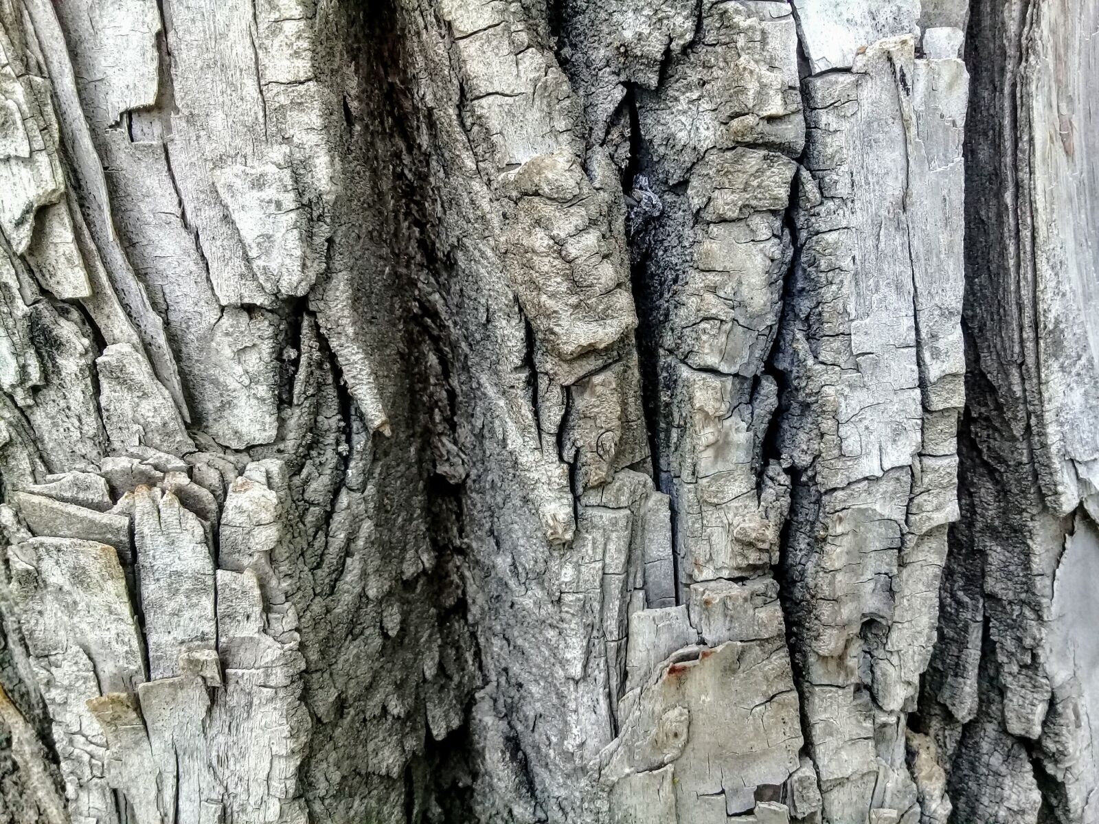 Samsung Galaxy J2 Prime sample photo. Bark, tree, wood photography