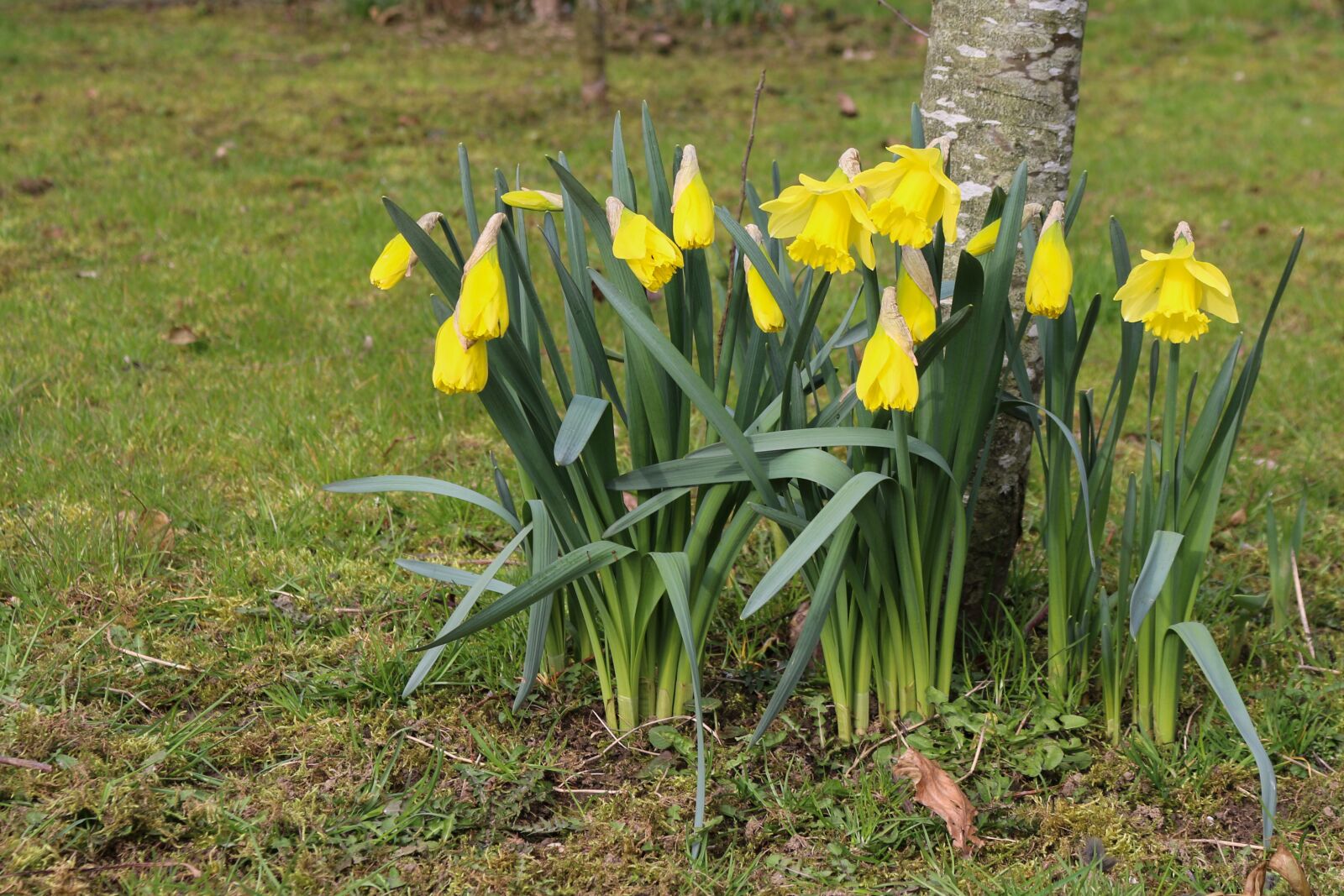 Canon EOS 70D sample photo. Daffodils, flowers, spring photography