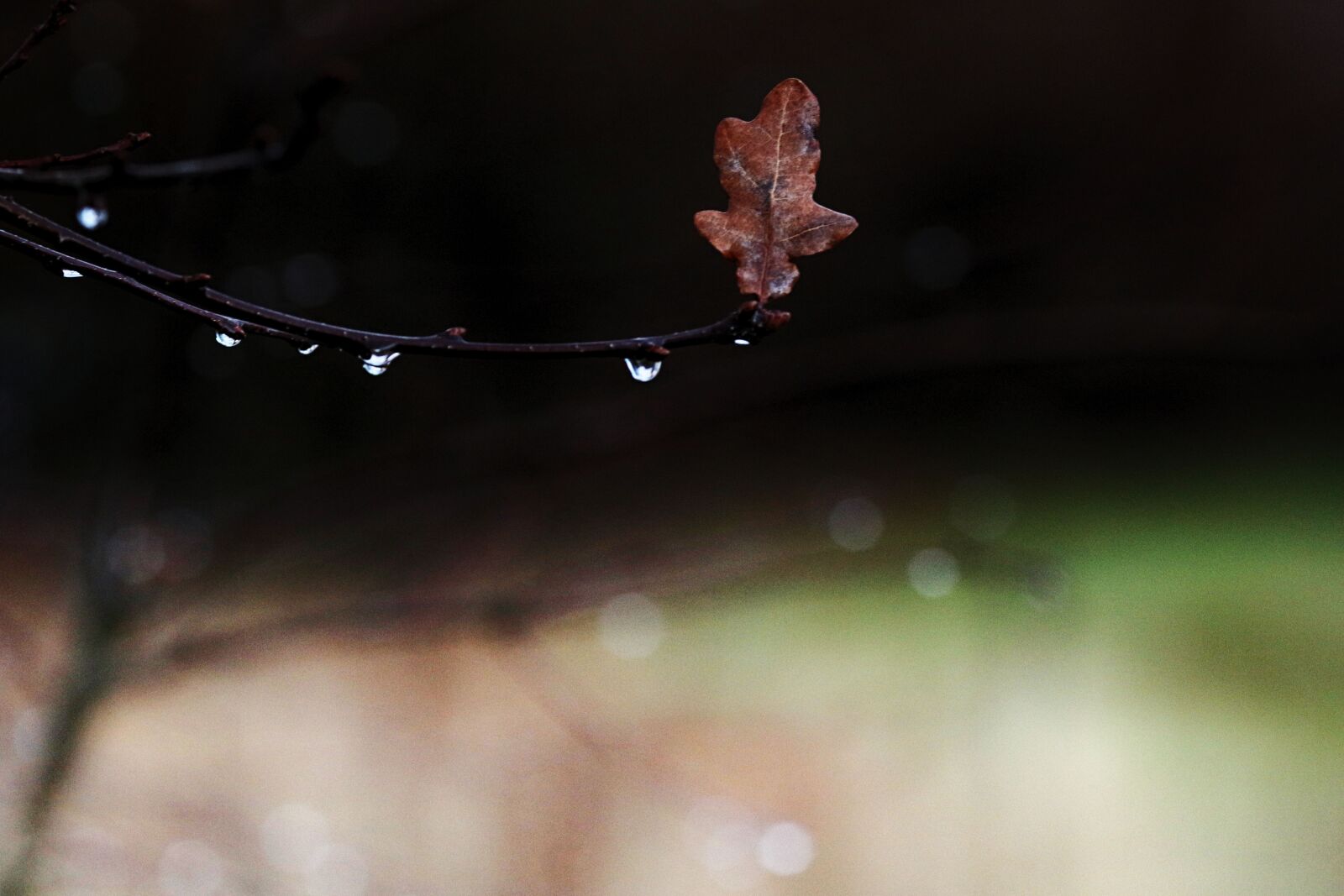 Canon EOS 7D Mark II + Canon EF 135mm F2L USM sample photo. Water drops, leaves, branch photography