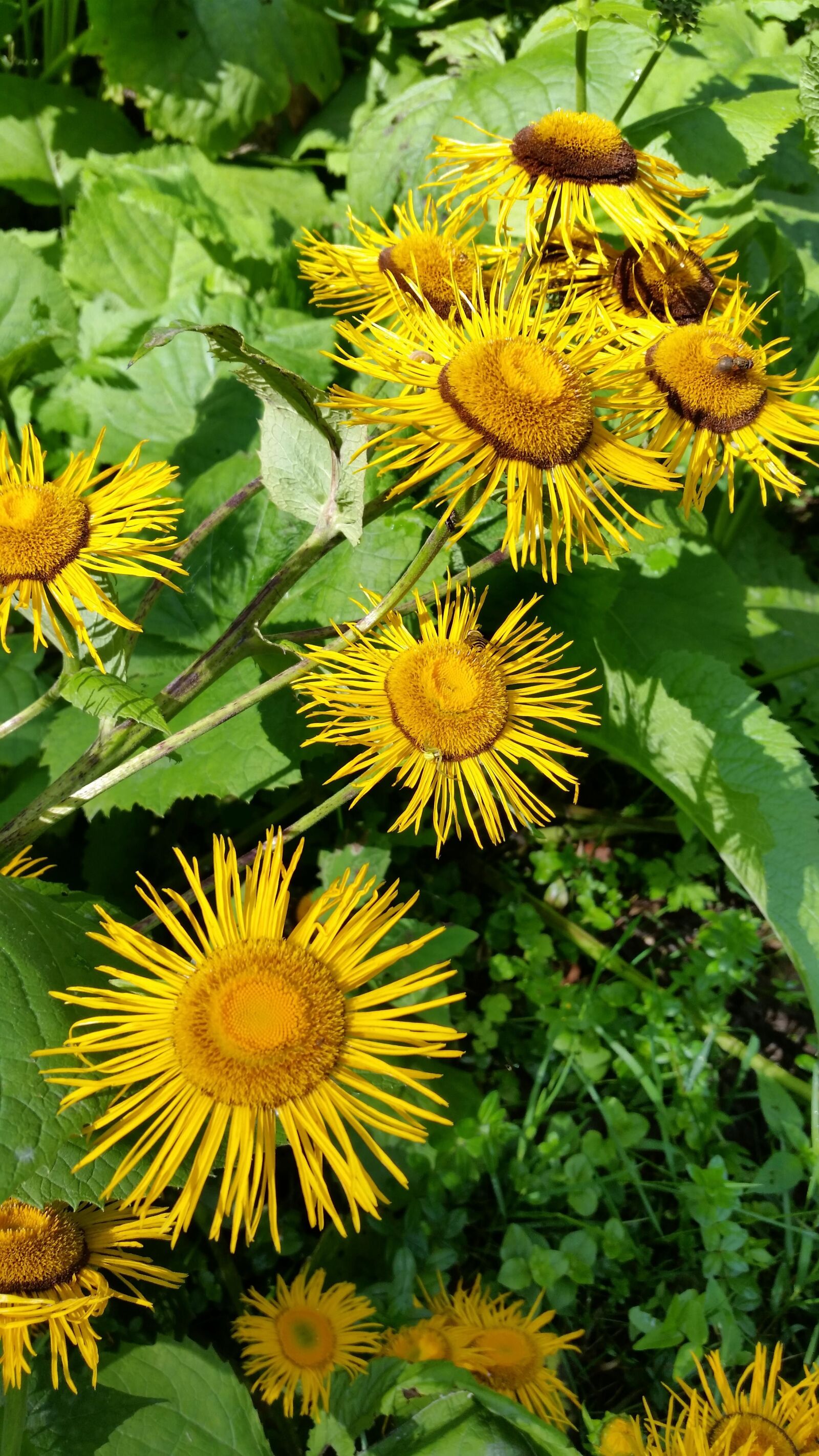 Samsung Galaxy S5 sample photo. Elecampane, flowers, yellow photography