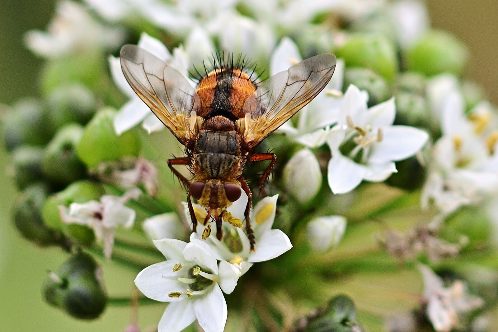 Nikon D5200 sample photo. Hoverfly, blossom, bloom photography