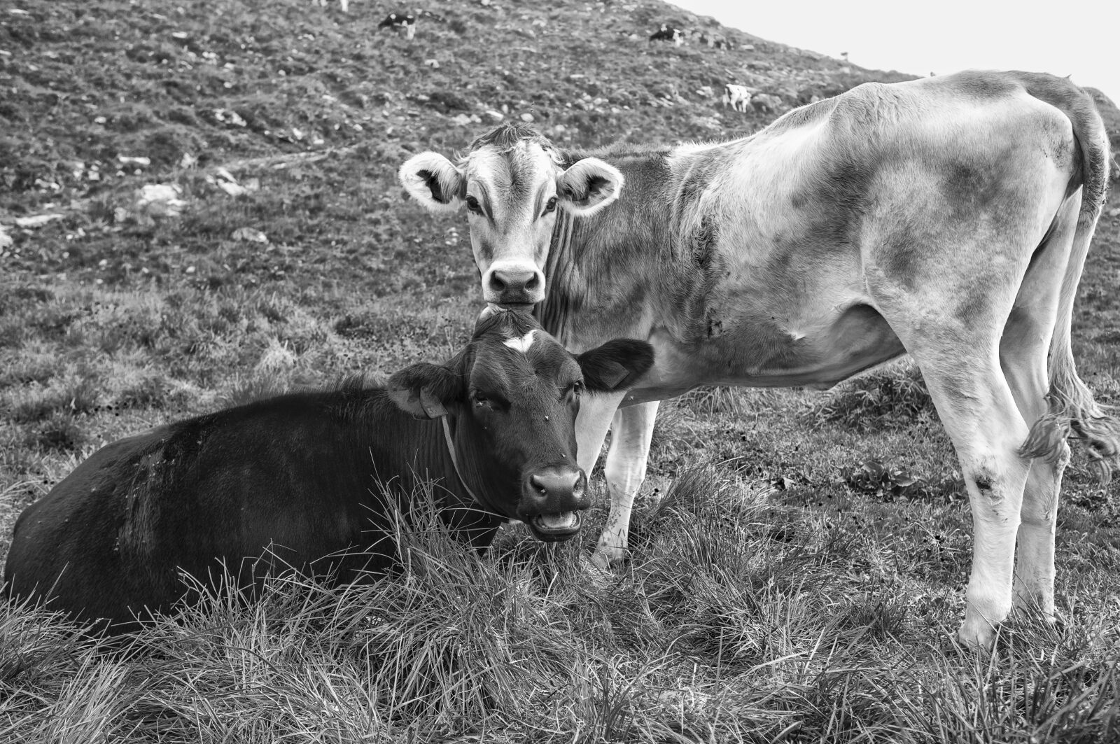 Fujifilm FinePix X100 sample photo. Livestock, cows beef, cows photography