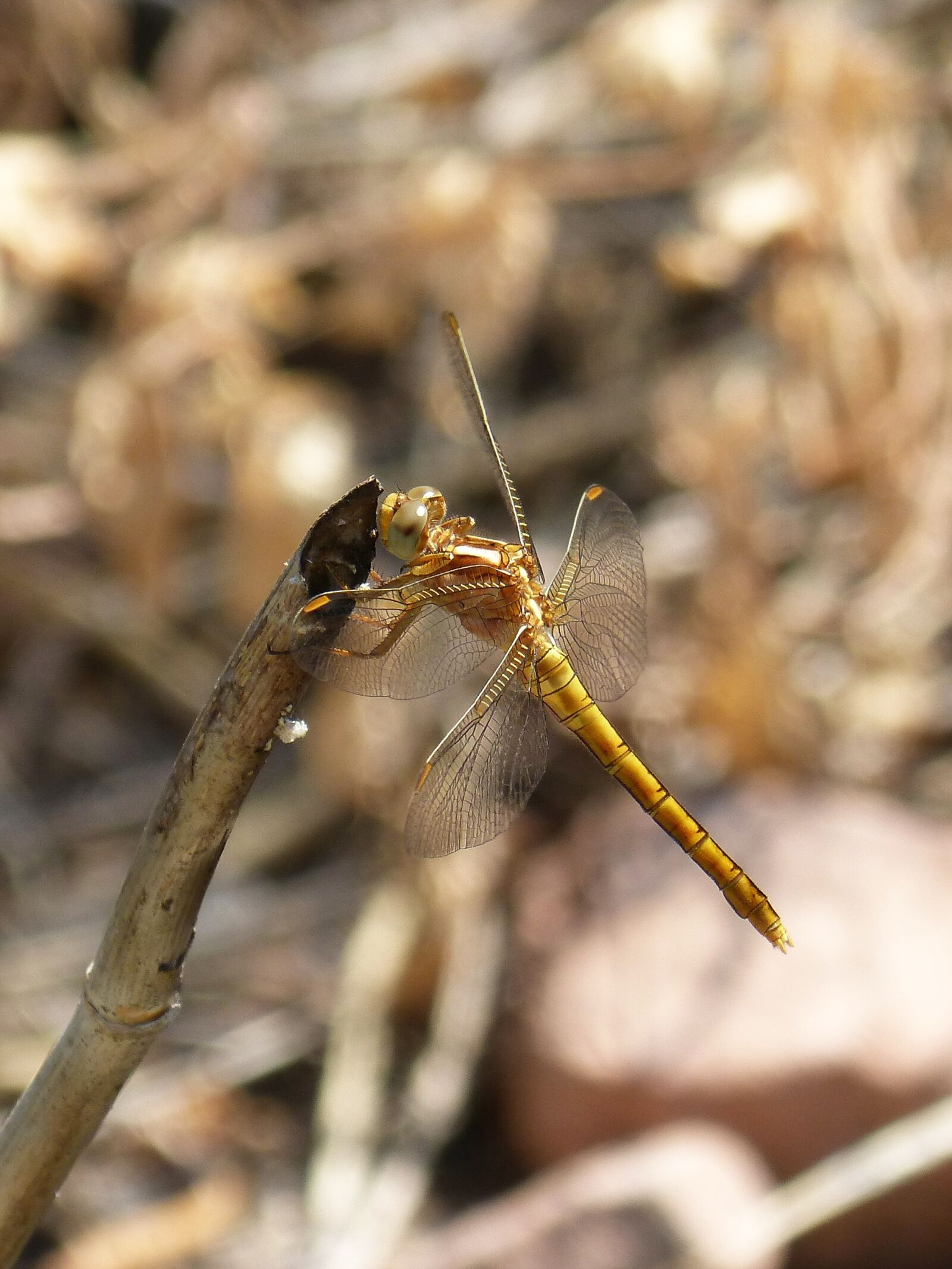 Panasonic DMC-FZ62 sample photo. Dragonfly, golden dragonfly, sympetrum photography