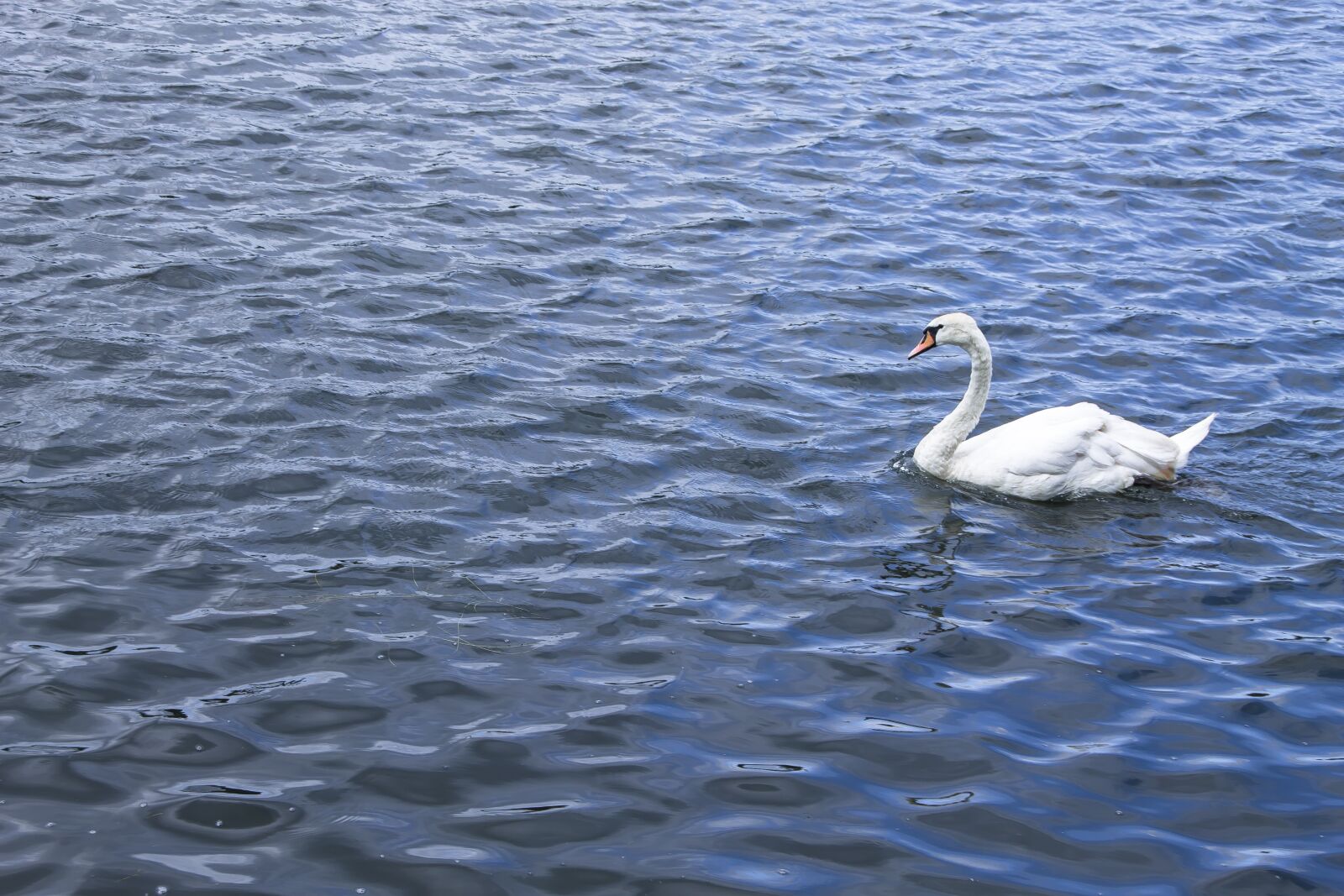 Canon EOS 1100D (EOS Rebel T3 / EOS Kiss X50) sample photo. Swan, white, water photography