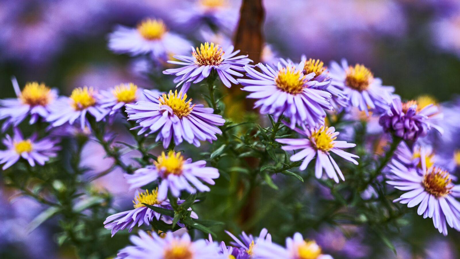 Canon EOS 5D sample photo. Flowers, spring, garden photography