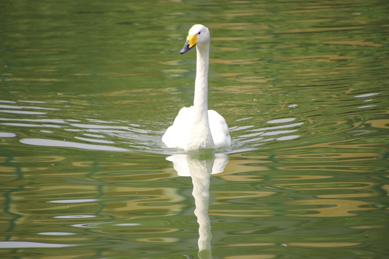 Canon EOS 600D (Rebel EOS T3i / EOS Kiss X5) sample photo. Lake, swan, bird photography