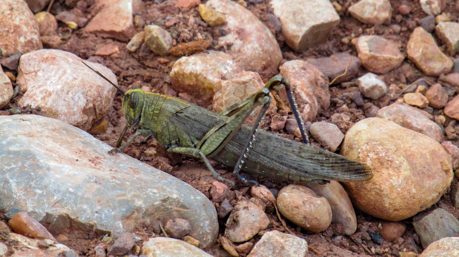 Canon PowerShot SX410 IS sample photo. Grasshopper, chapulin, lobster photography