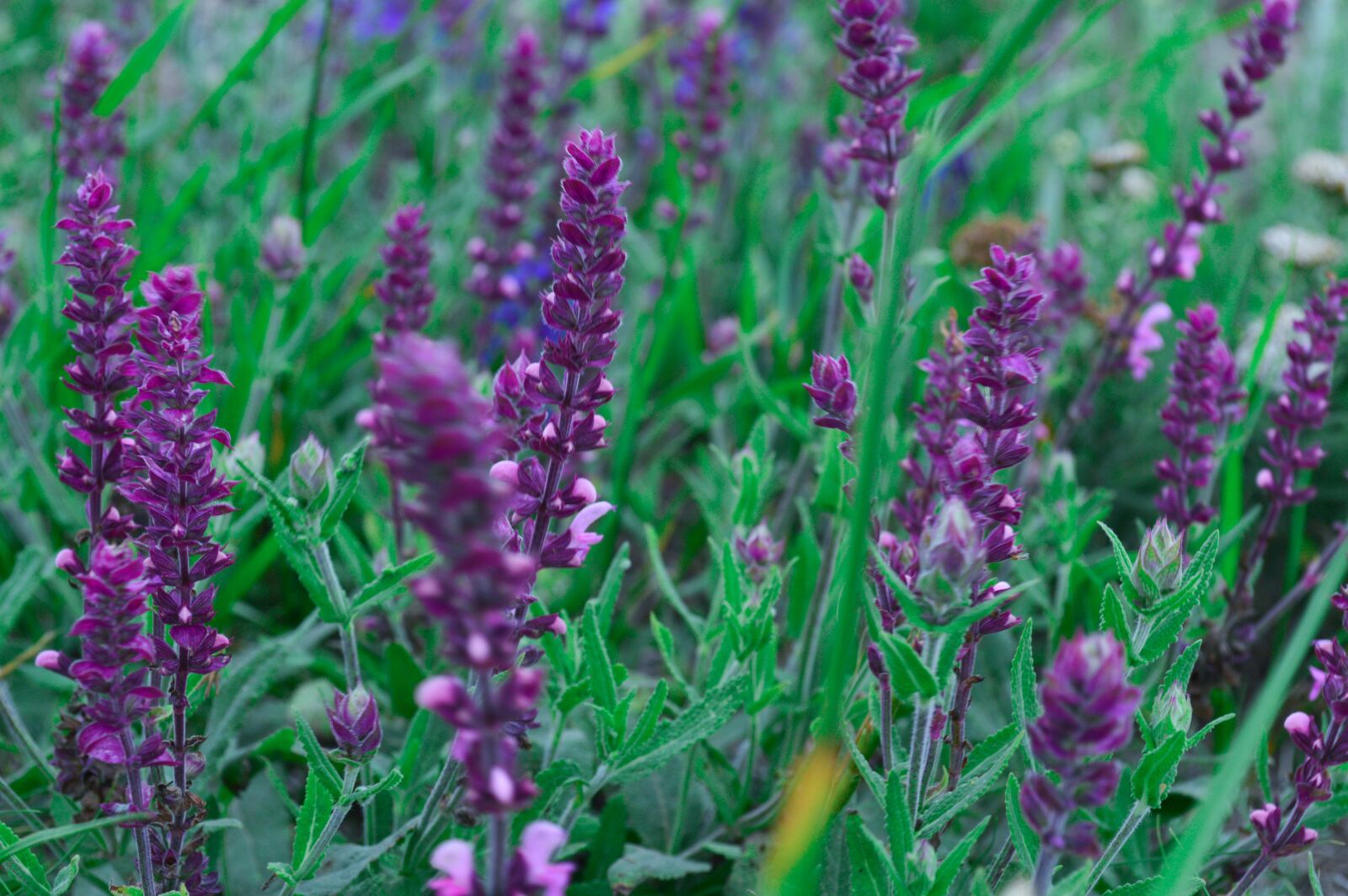 Nikon D3200 sample photo. Spring, flowers, bloom photography