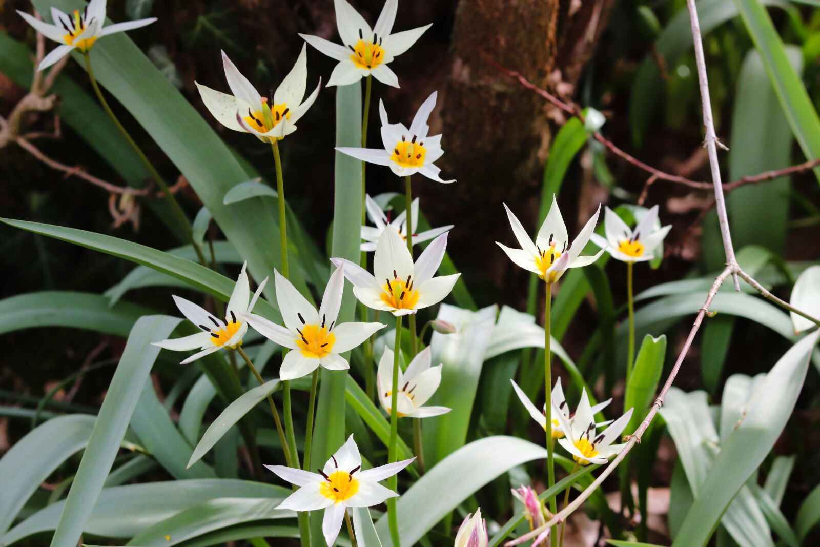 Canon EOS 200D (EOS Rebel SL2 / EOS Kiss X9) sample photo. Wild tulips, tulipa sylvestris photography