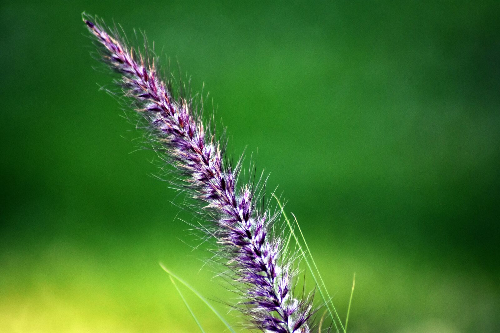 Nikon D3400 sample photo. Plant, green, flora photography