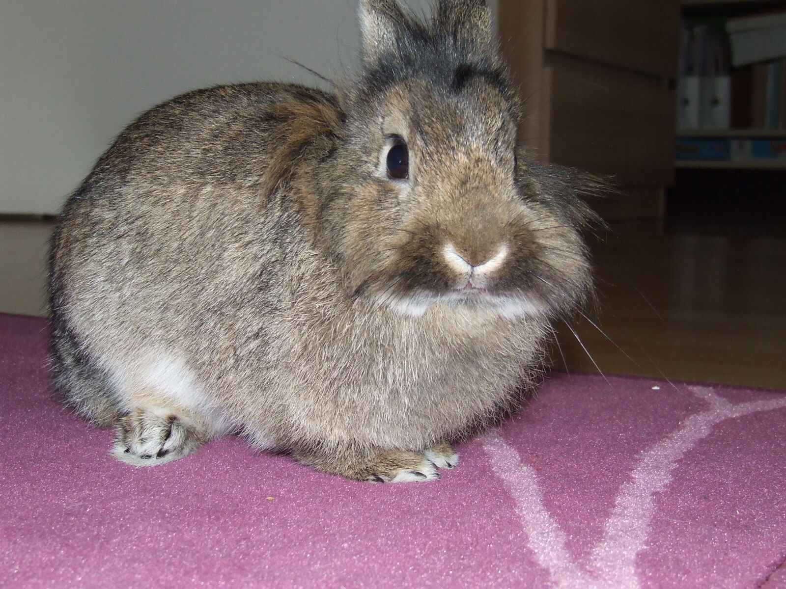 Fujifilm FinePix S5600 sample photo. Bunny, rabbit photography